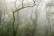 Brouillard par Tristan Zilberman