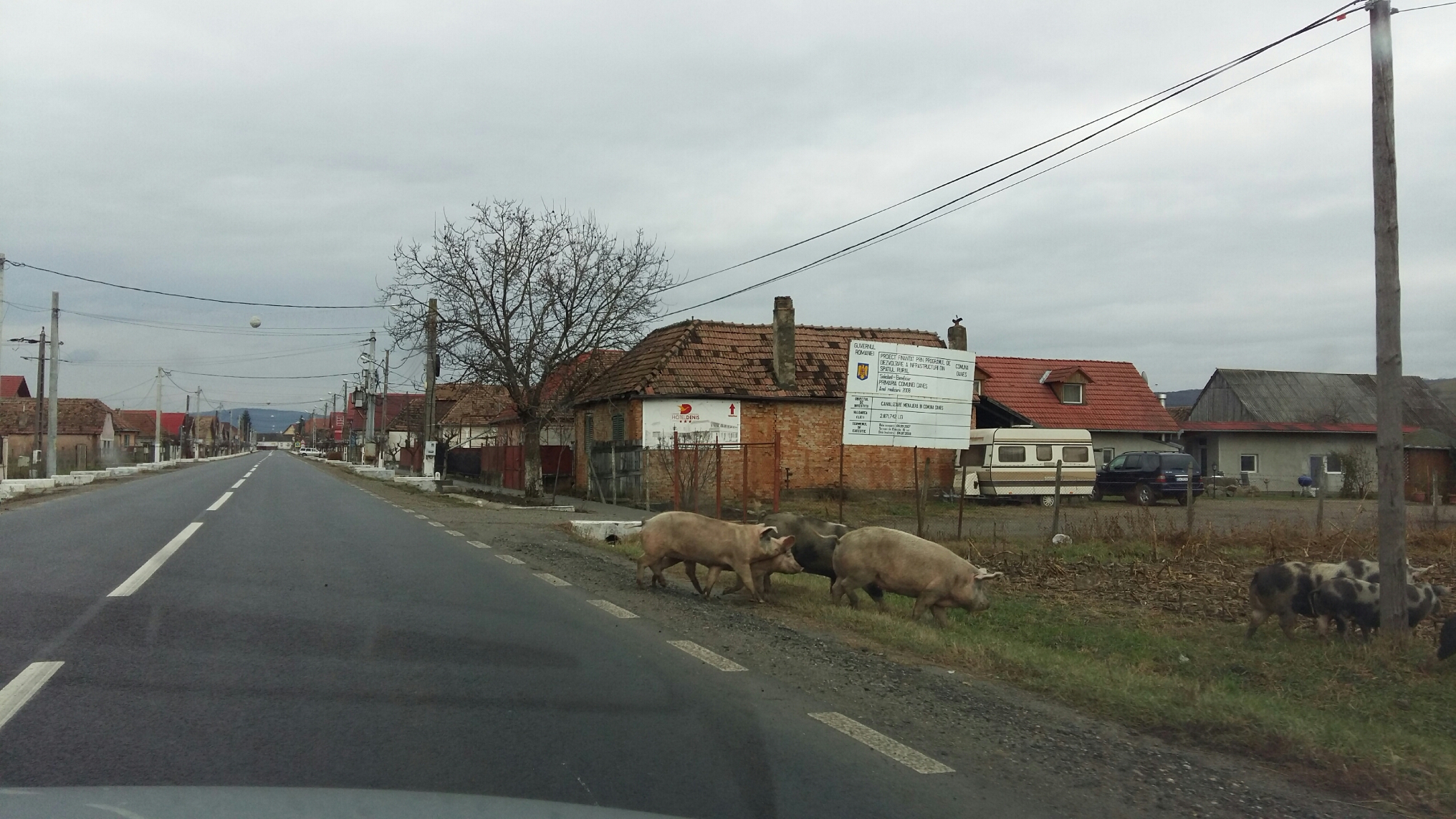 pigs crossing par Lucian Muntean