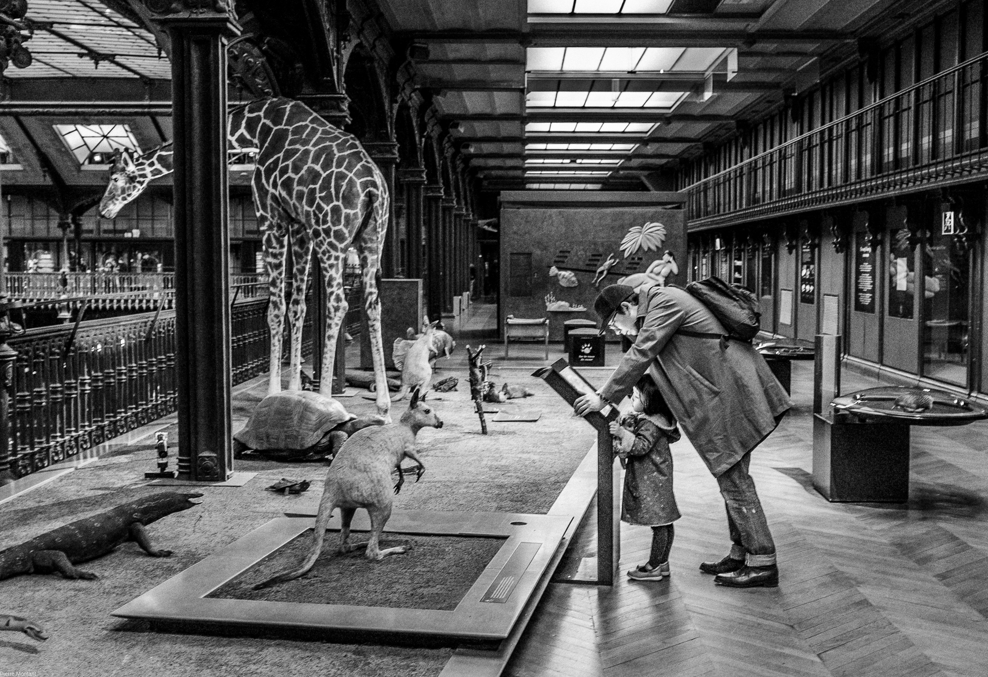 au muséum d’histoire naturelle par Pierre Montant