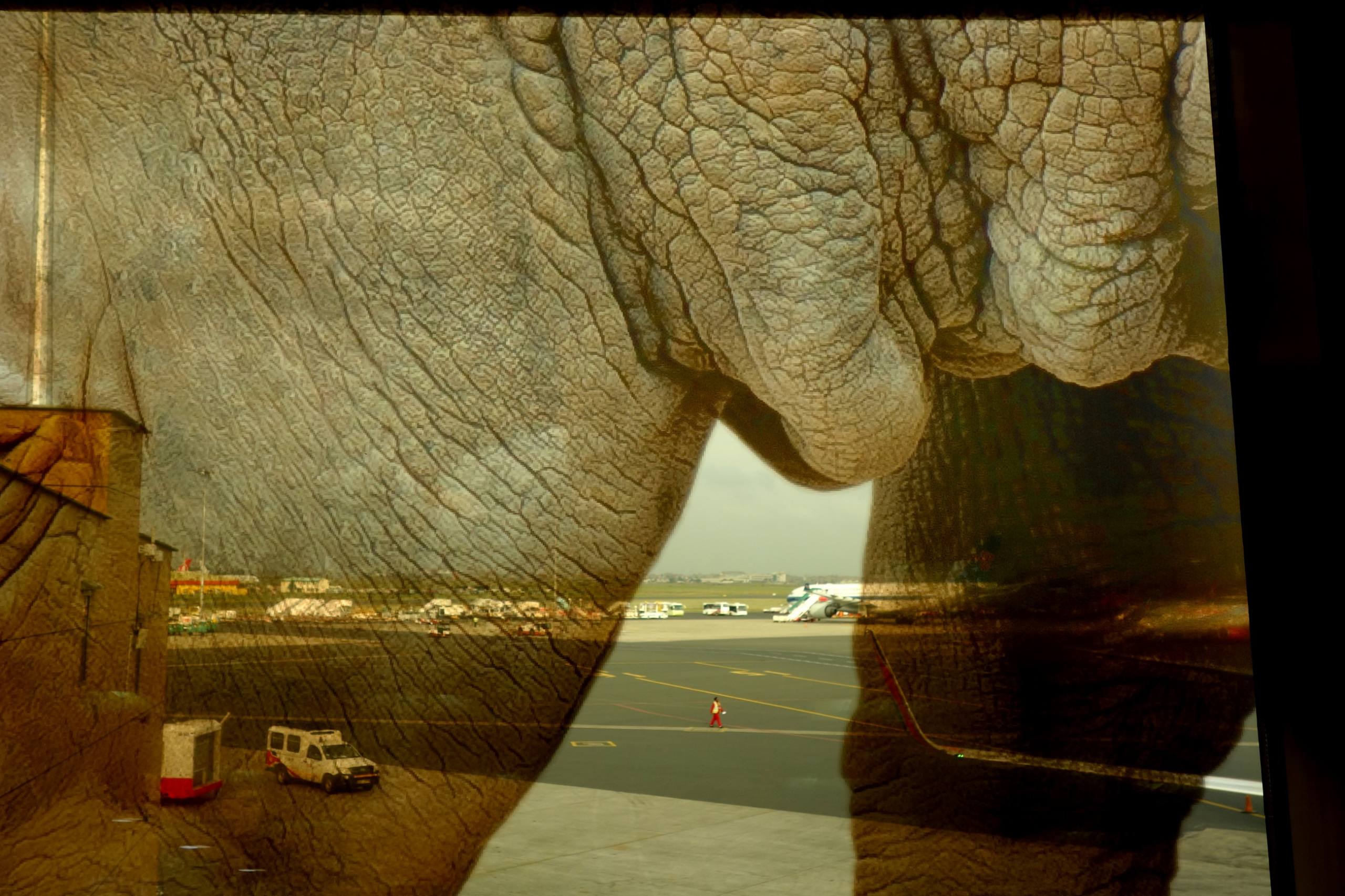 Rhinocéros fantôme (Photo interdite aux -18ans) par John Grinling