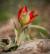 Tulipa Agenensis par Shlomith Bollag