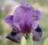 L’Iris national, Gilboa Iris par Shlomith Bollag