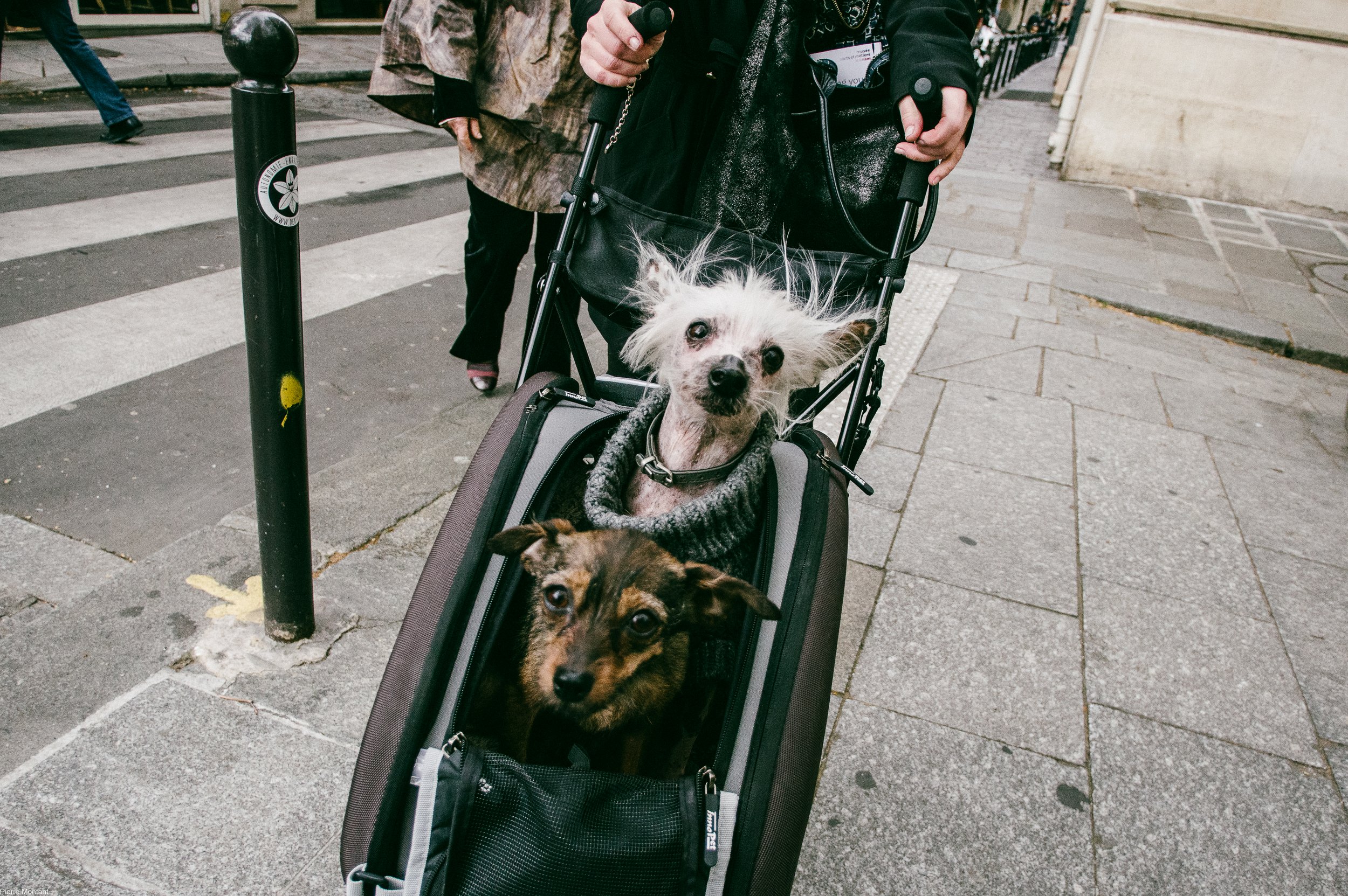 Deux beaux bébés par Pierre Montant