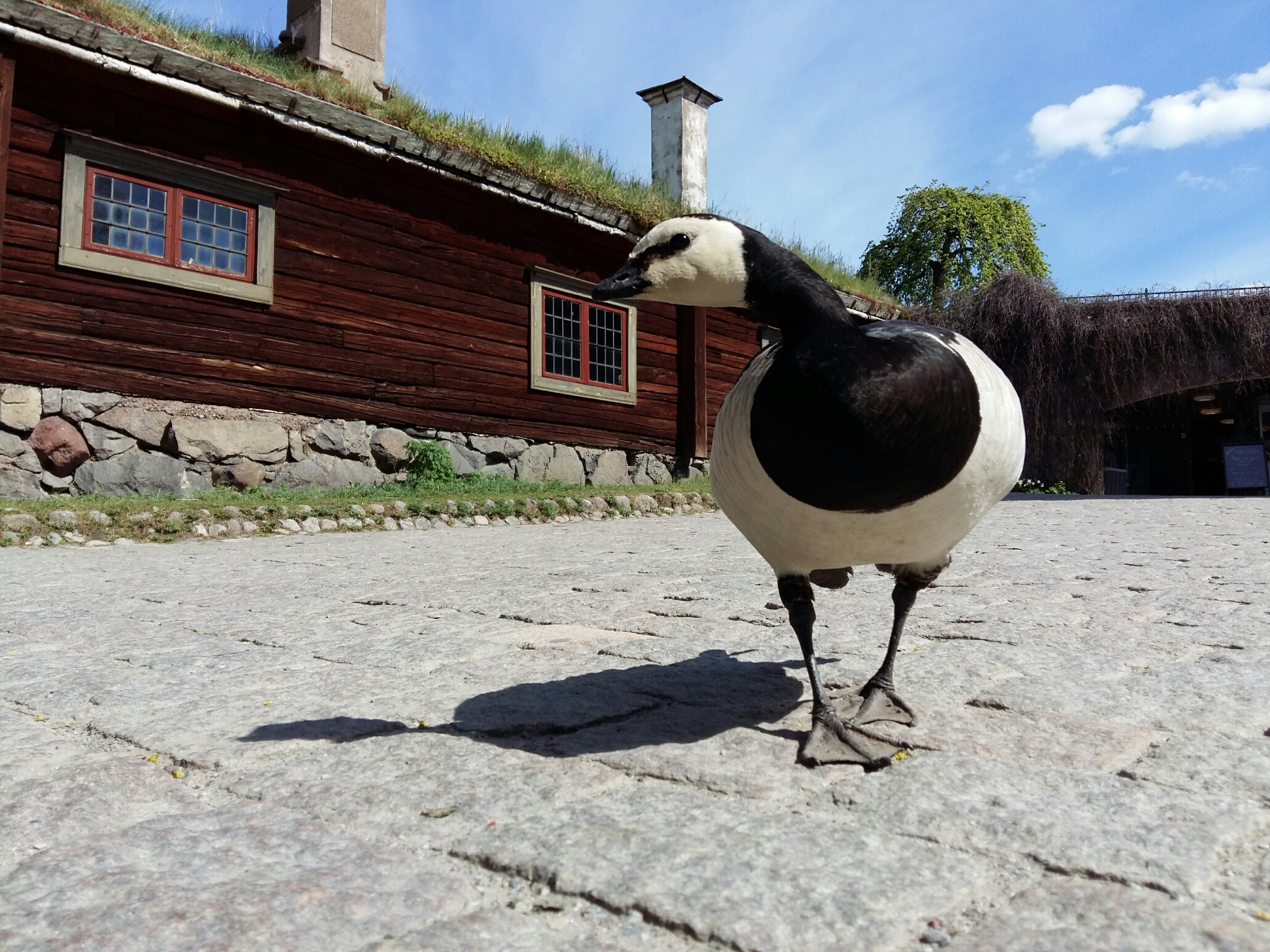 wild goose in Skansen musem par Lucian Muntean