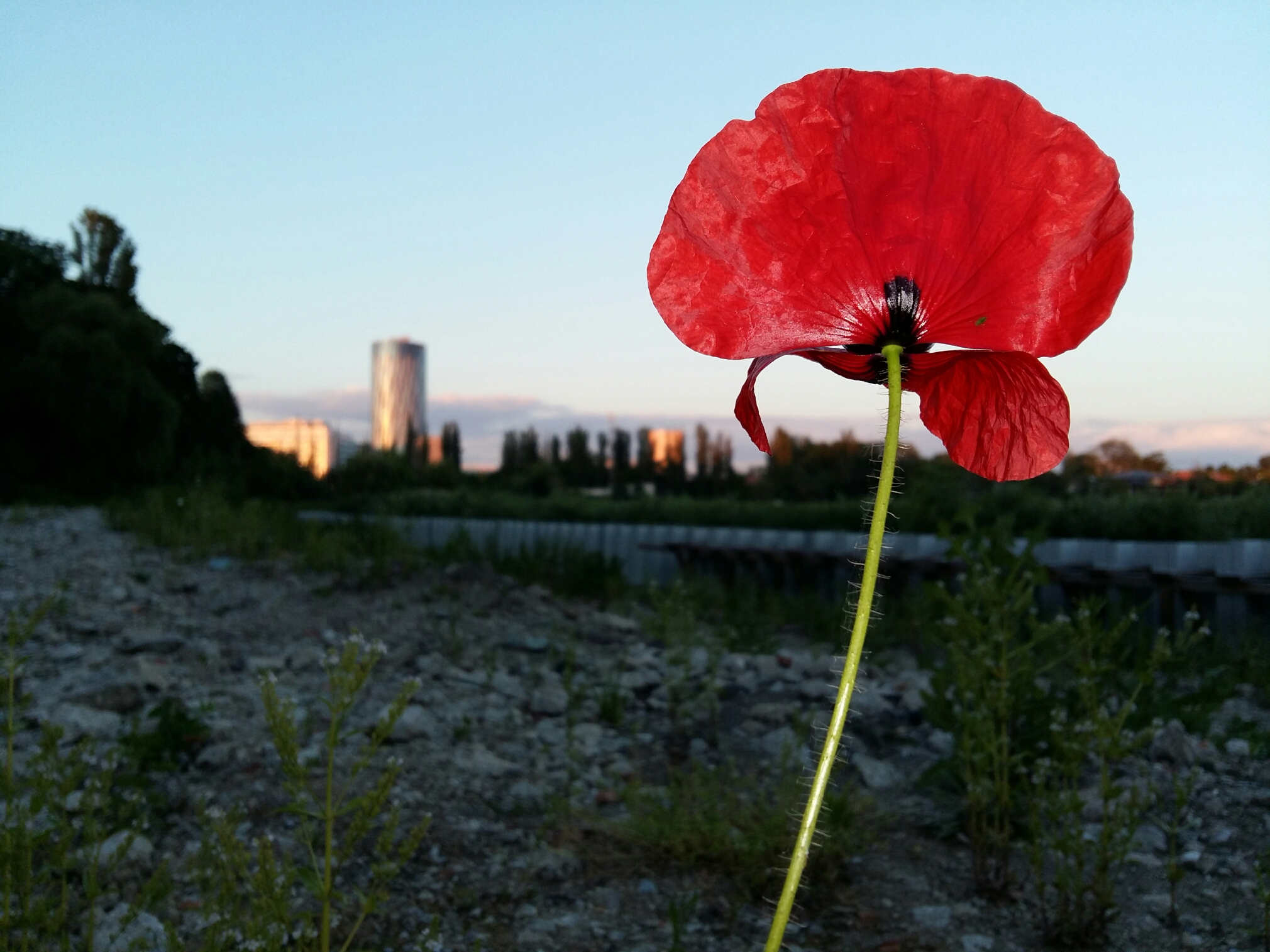 poppy par Lucian Muntean