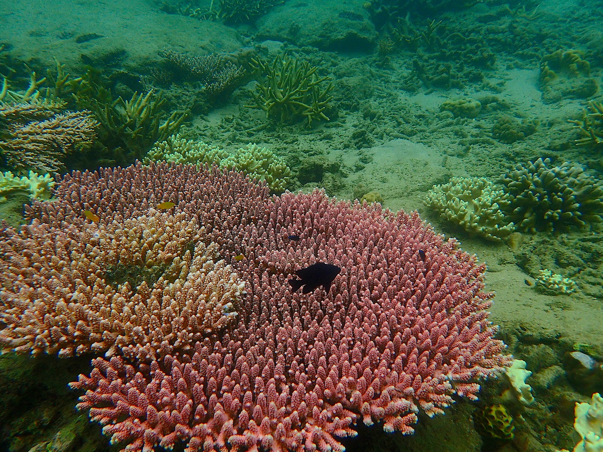 Sur son lit de corail par Juliette Salzmann