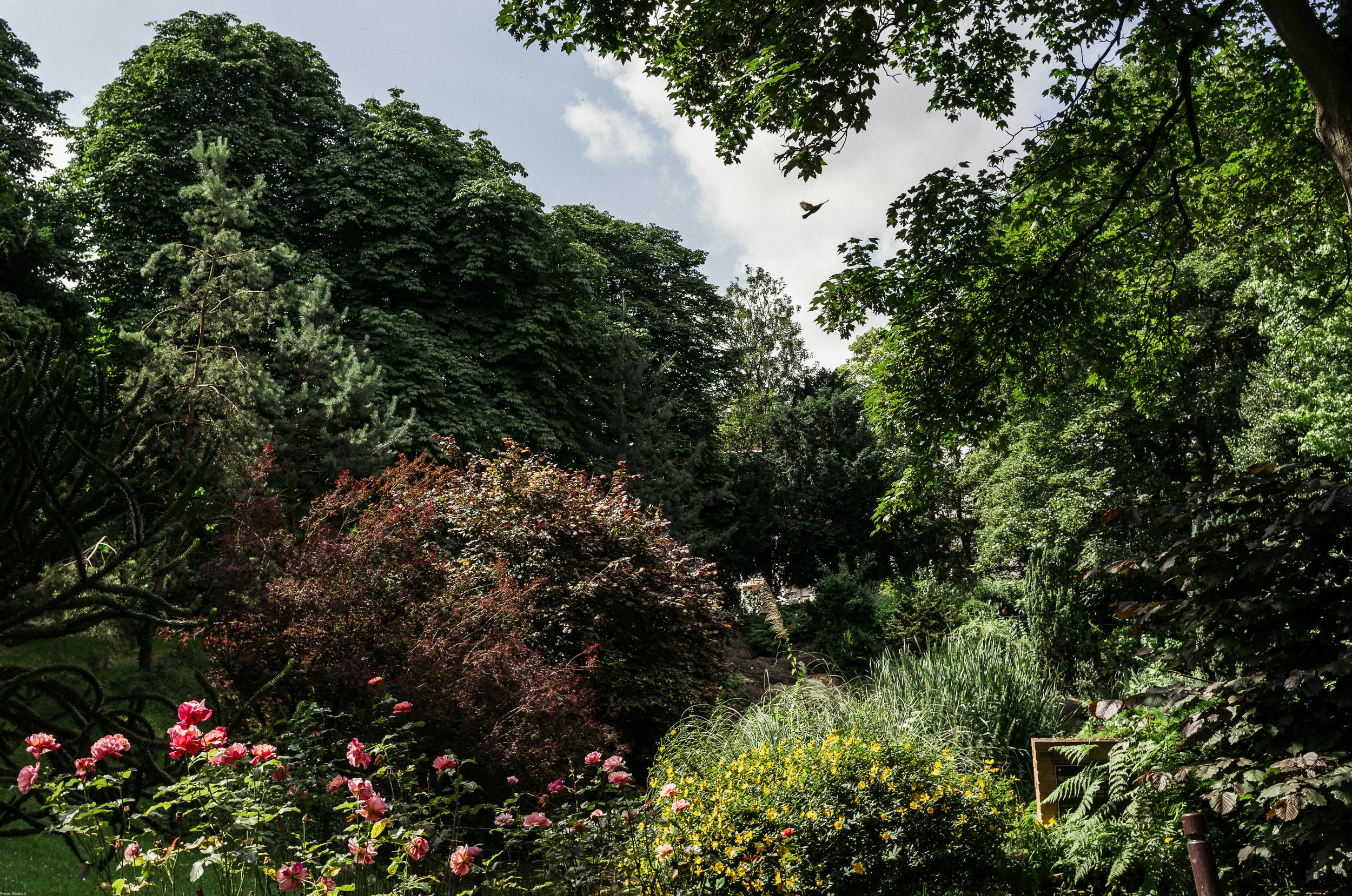 jardin public par Pierre Montant