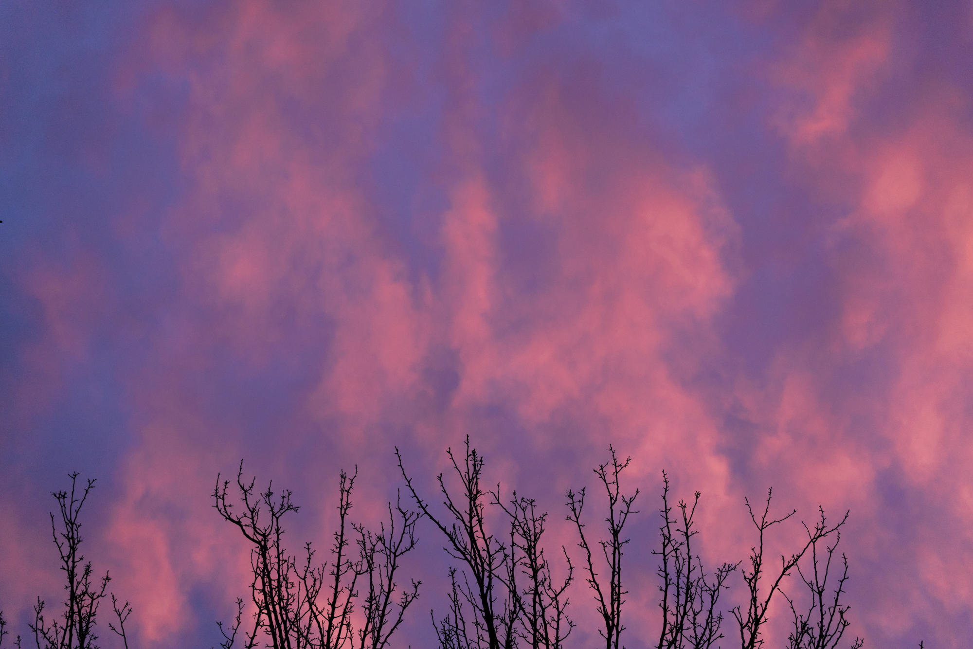 Cotton Candy par Anna Salzmann