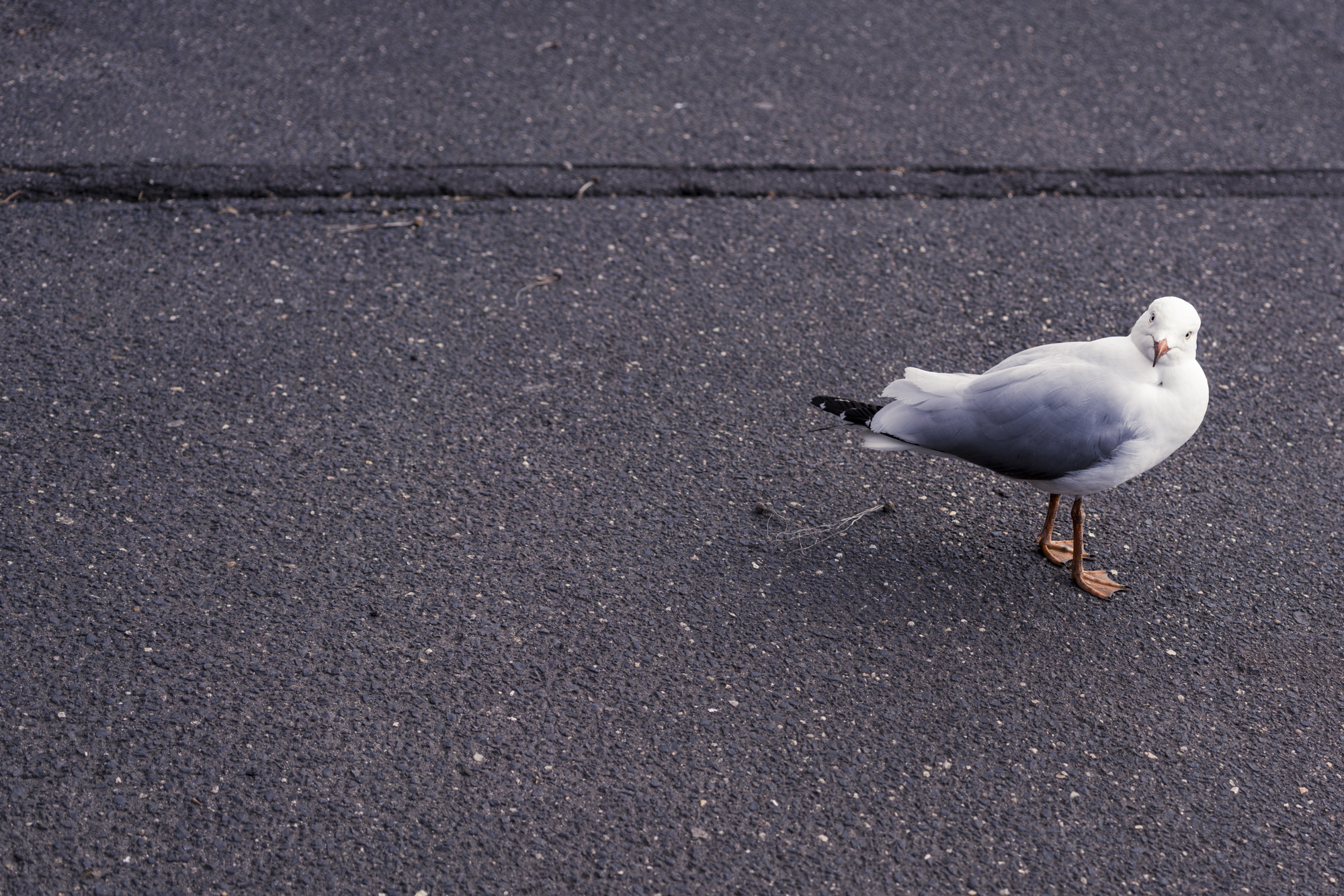 Oh, I see you are eating your lunch! par Anna Salzmann