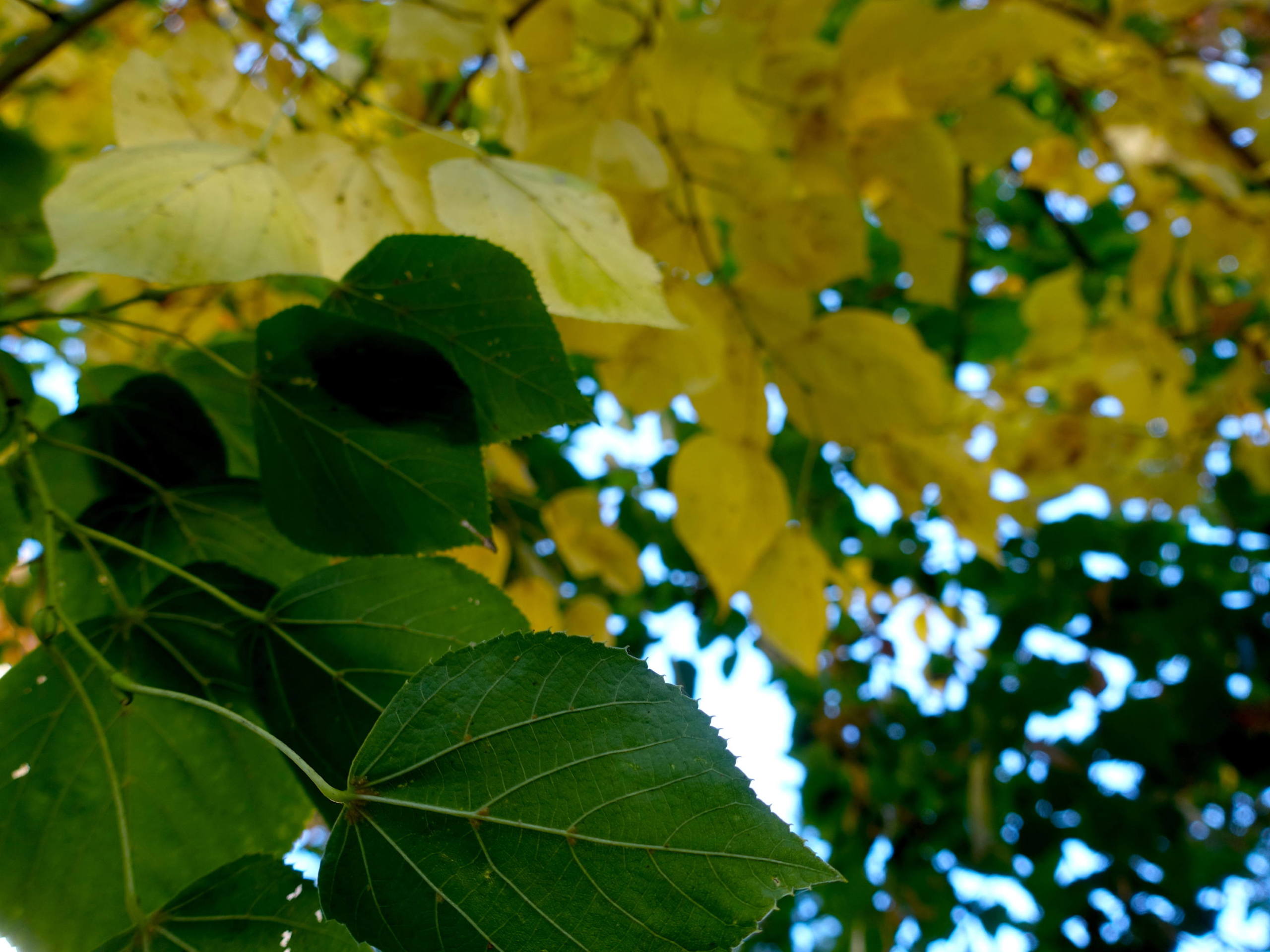 Les premiers symptômes de l’automne par Juliette Salzmann