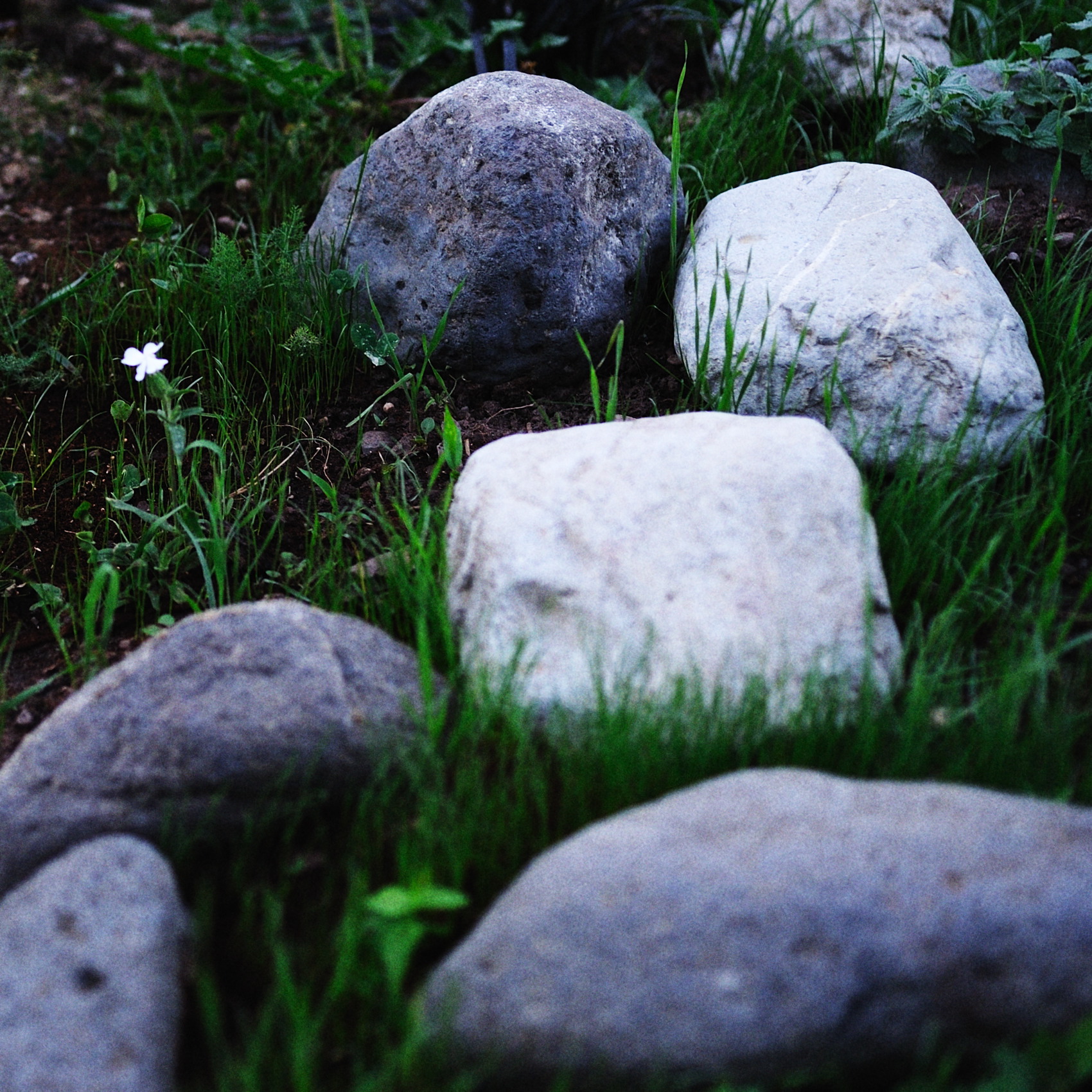 Stones & THE flower .. par Antoine Bravar