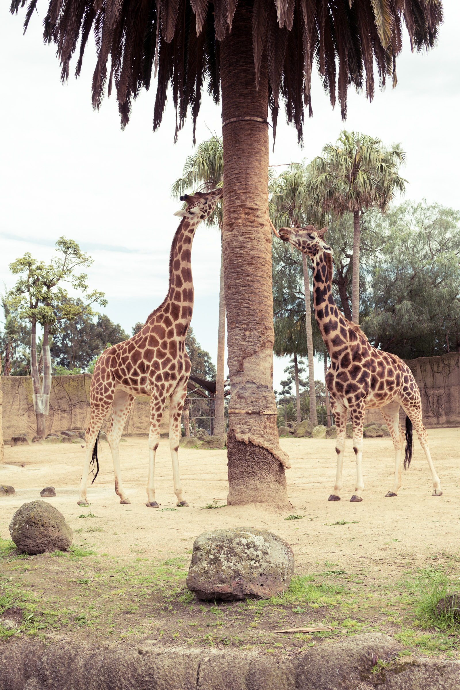 Giraffes! par Anna Salzmann