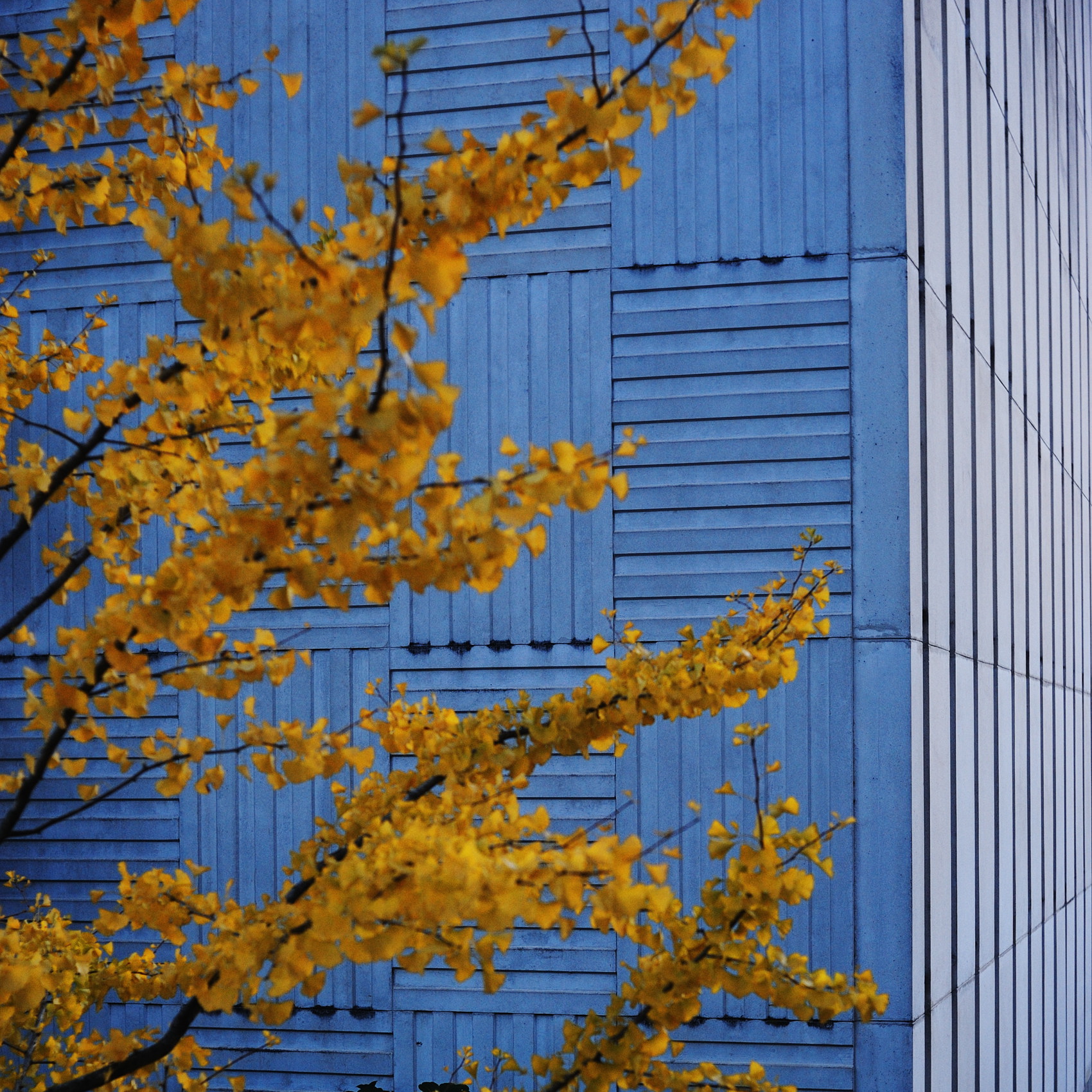 « yellow&white » par Antoine Bravar