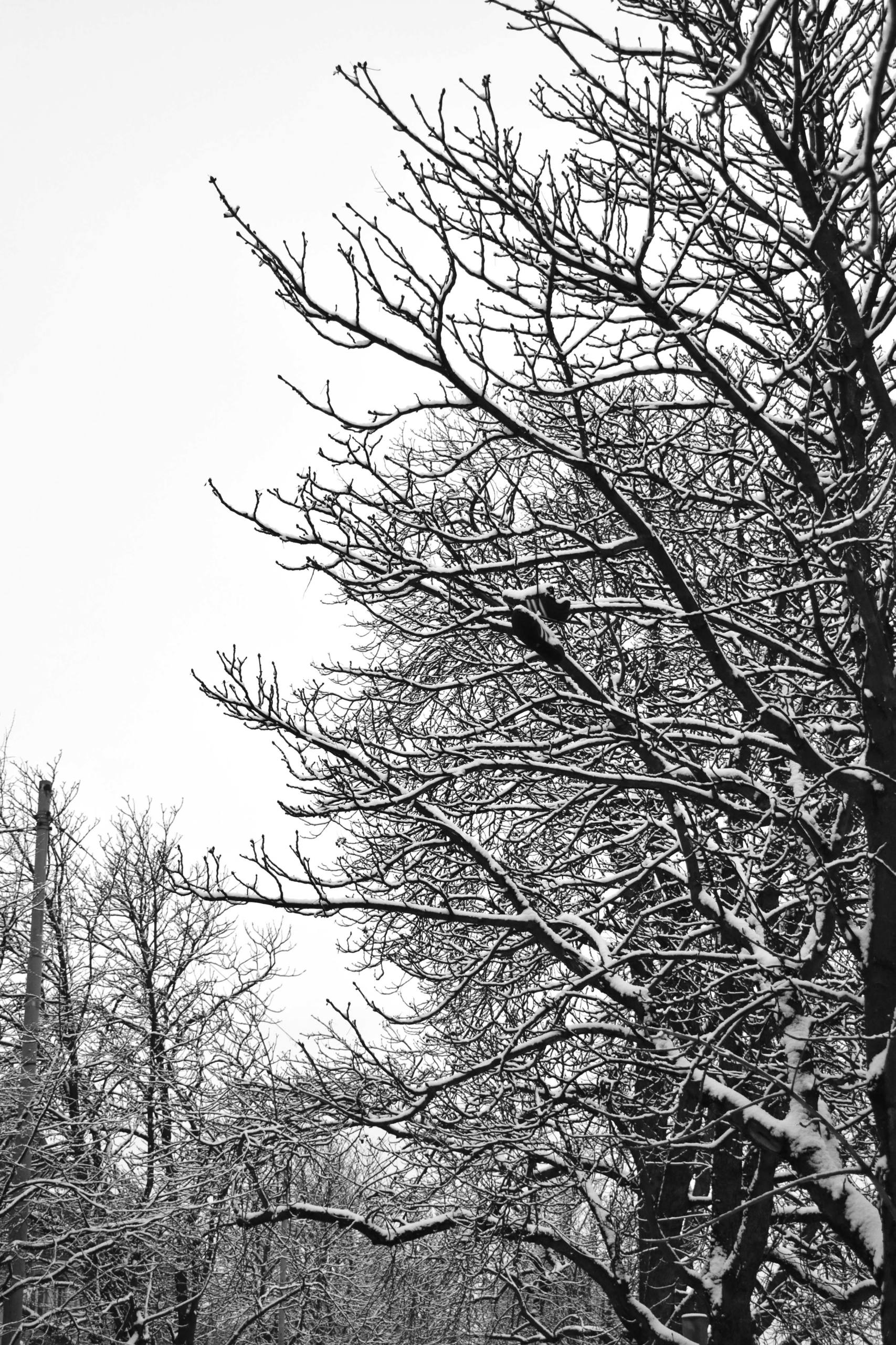 Arbre à chaussures par Justine Grespan