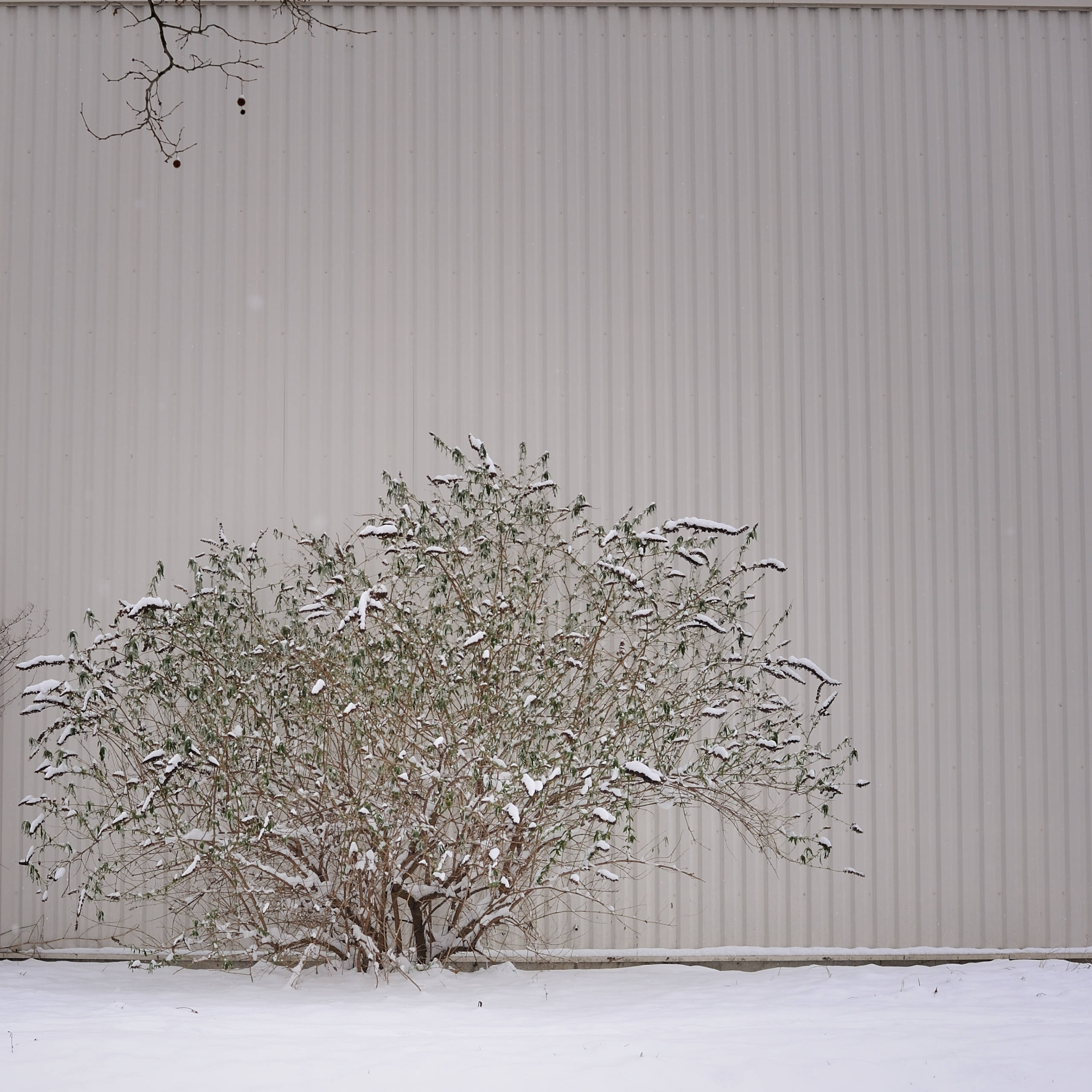 « blanco » par Antoine Bravar