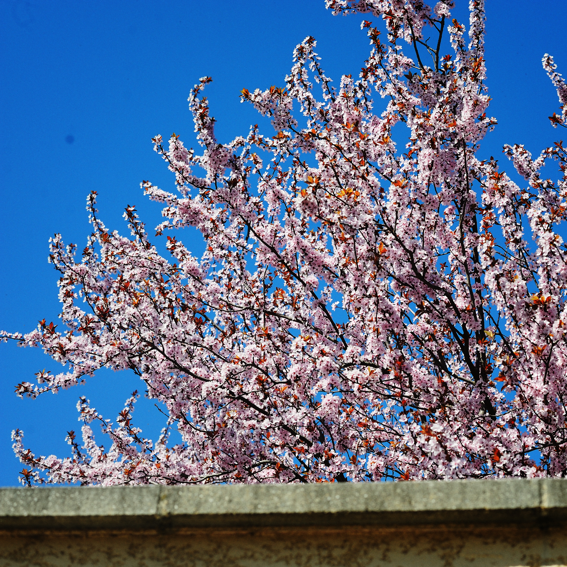 « floraison » par Antoine Bravar