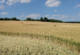 Crop Circle Lixheim par Catherine Claude