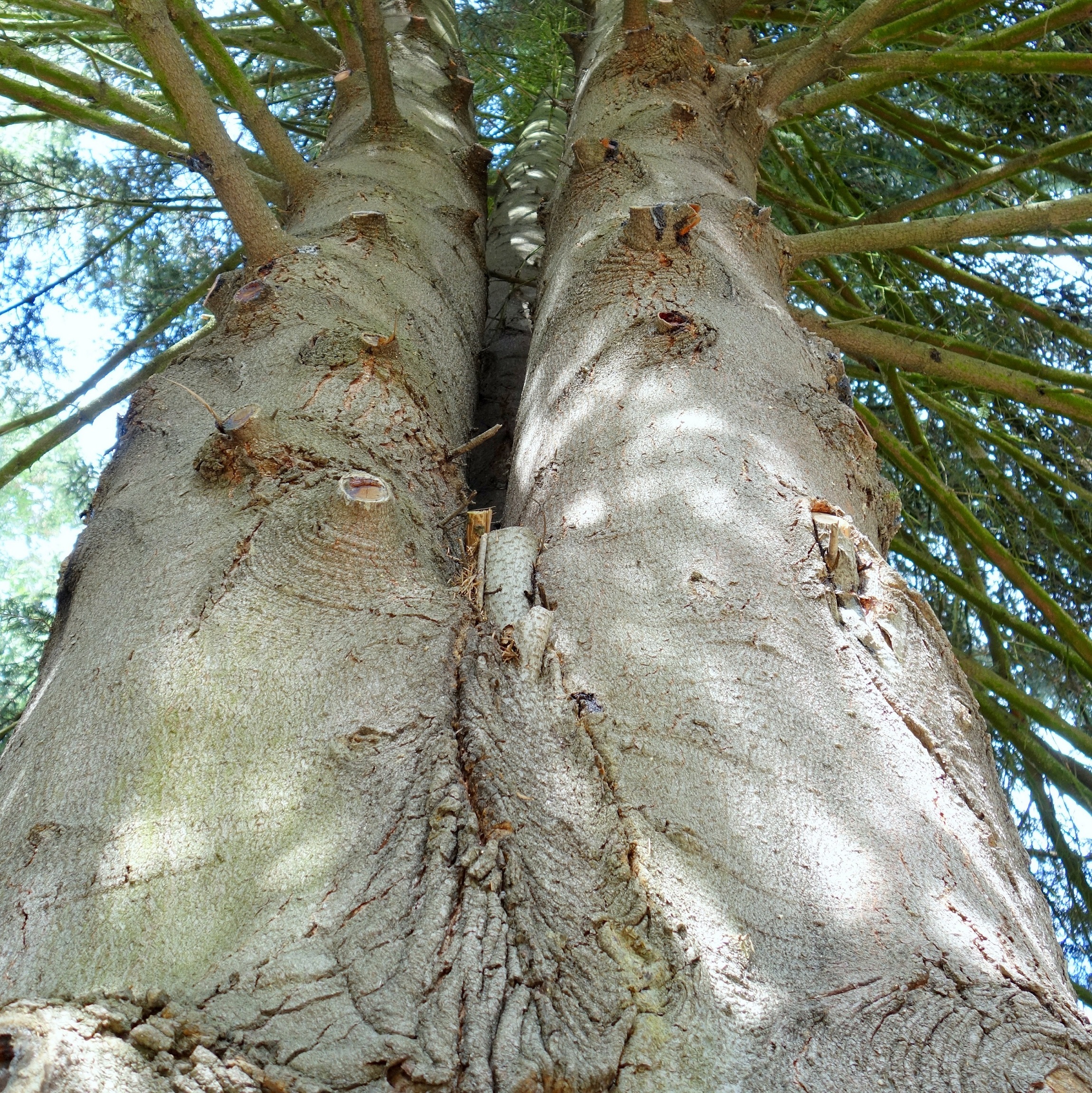 Sapin blanc par John Grinling