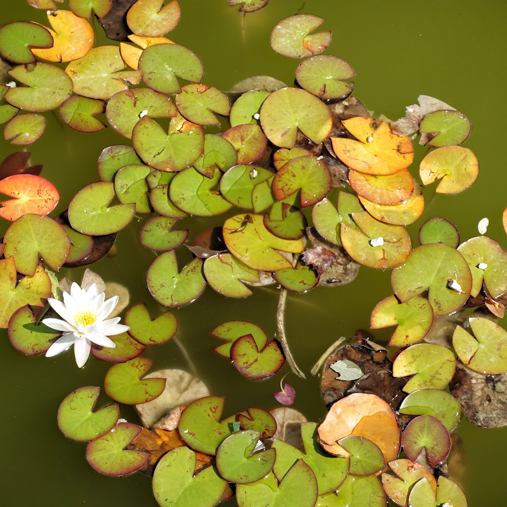 Warterlily par Patricia Nisenbaum