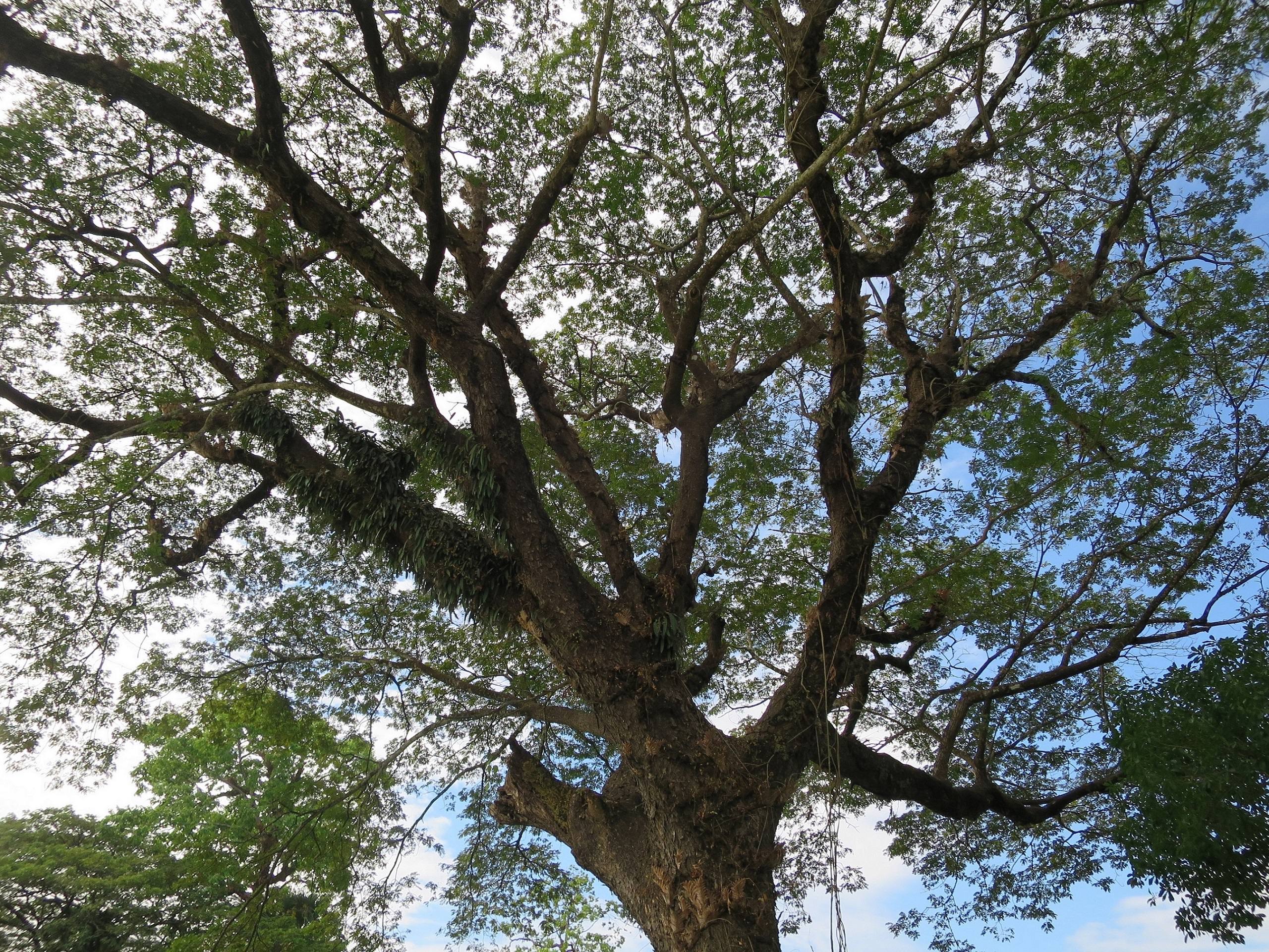 Broken branches par Joyce Zurub