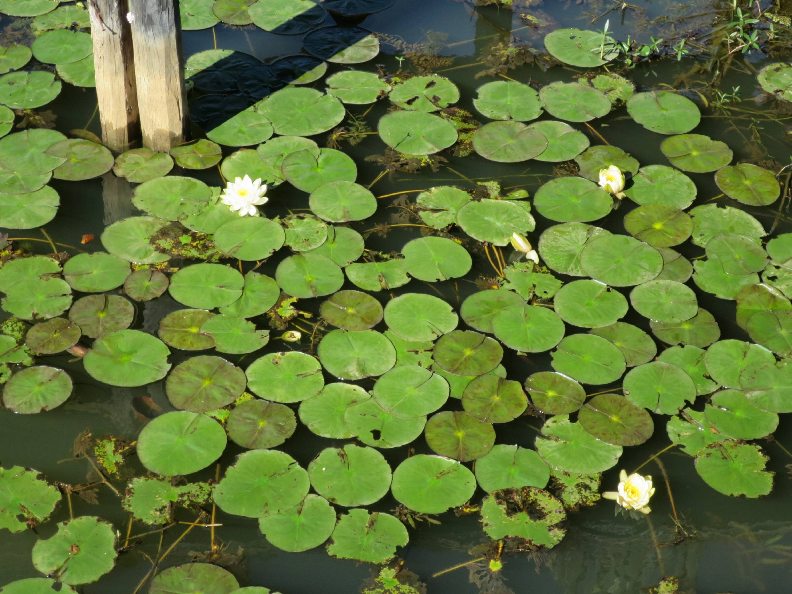 Rise up lotus par Joyce Zurub