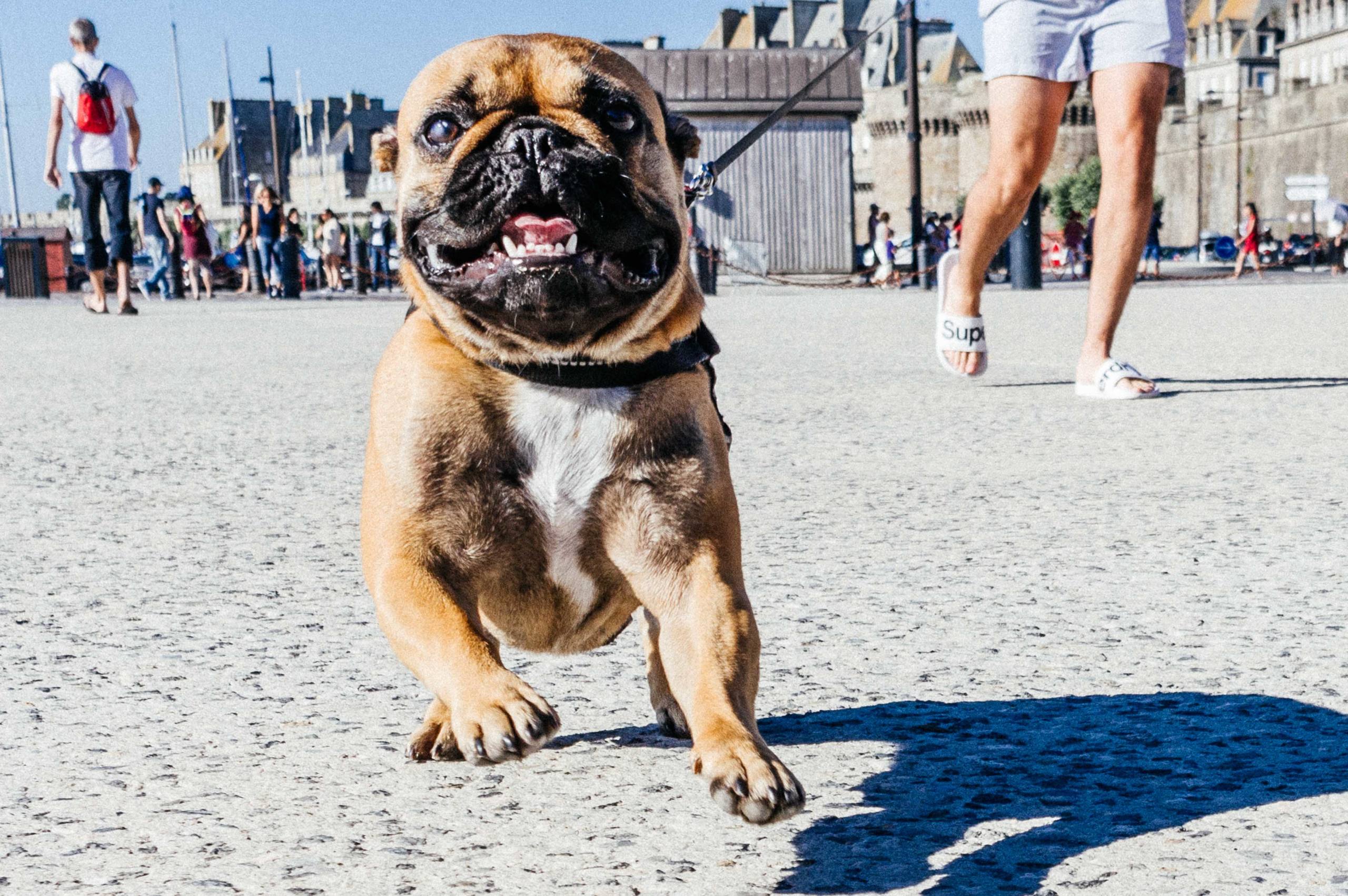 le bestiau par Pierre Montant