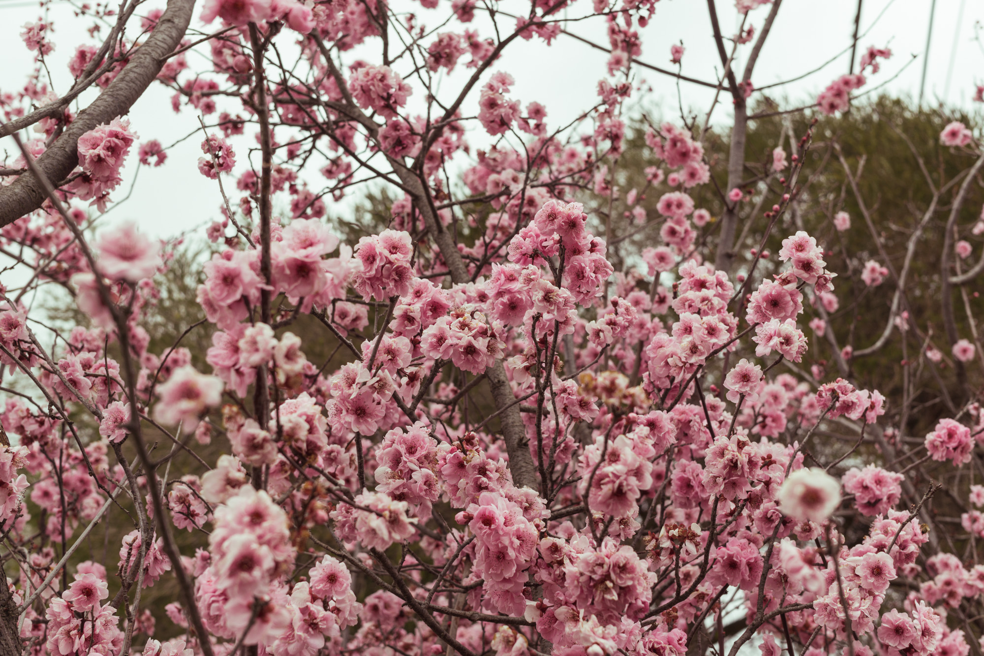 Blossom par Anna Salzmann