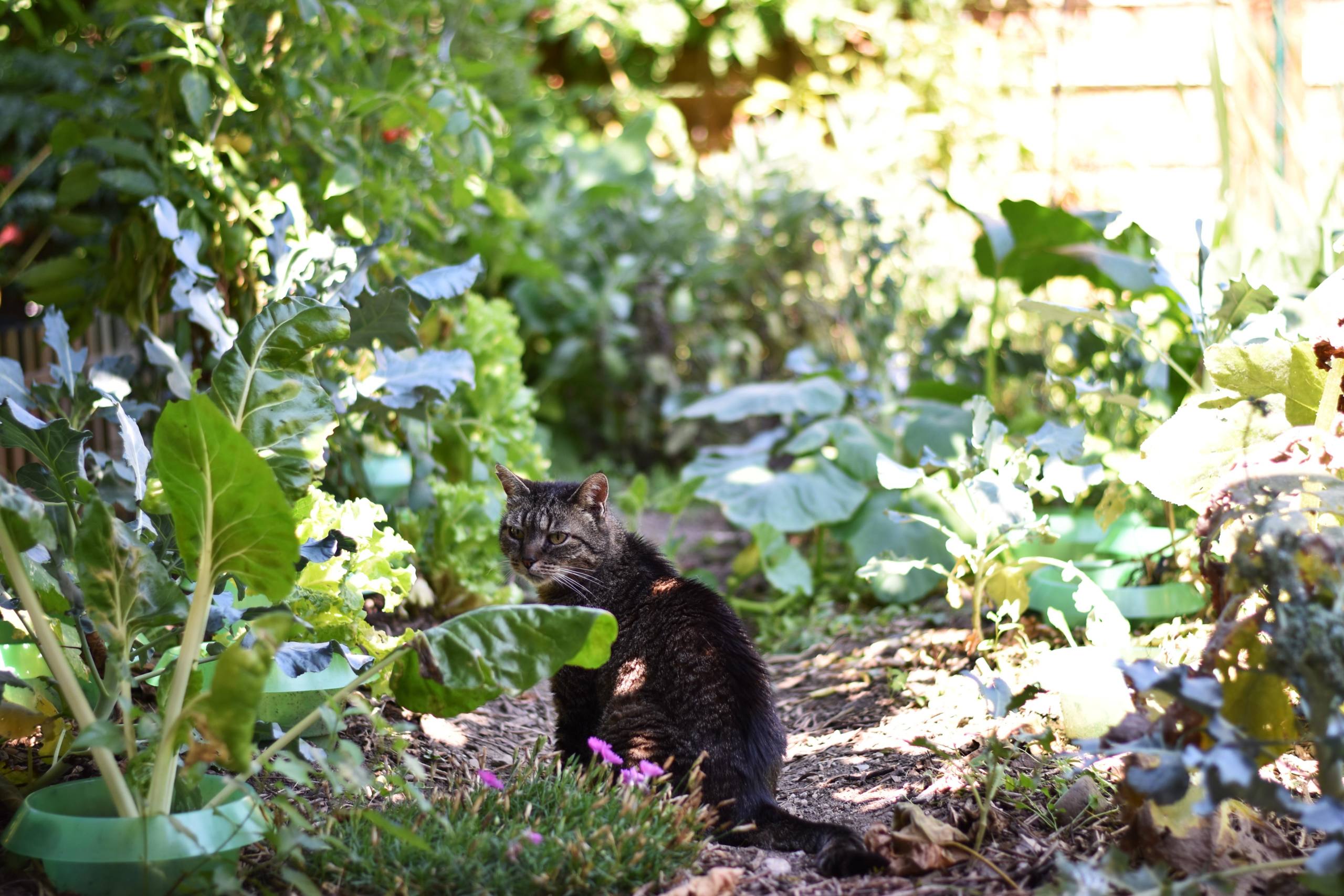 Salades et chat par Justine Grespan