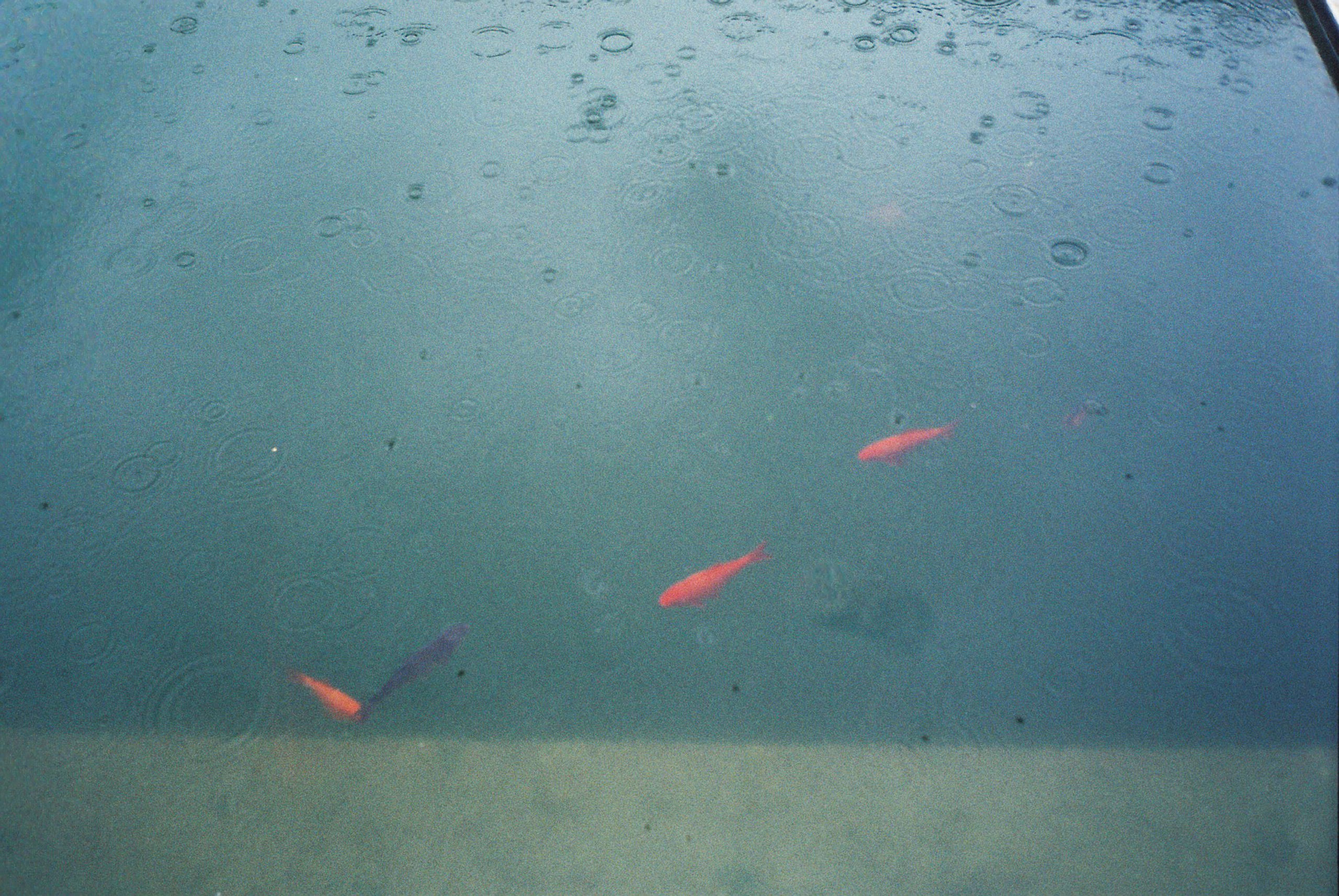 09/07/2018 par Anouk Schneider