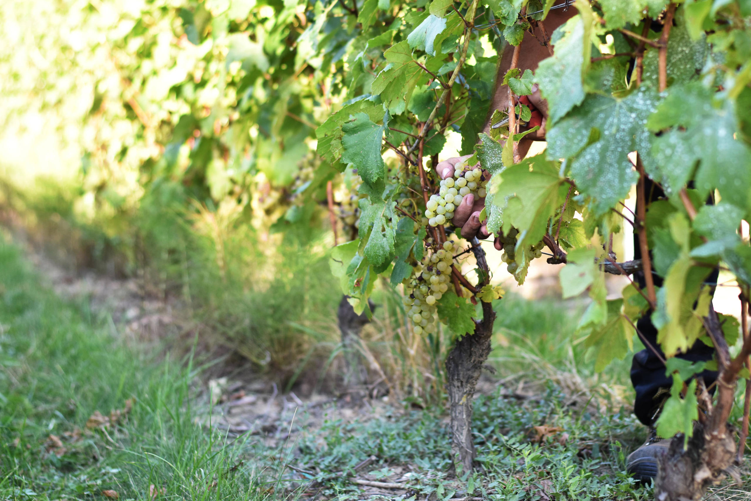 Vendanges par Justine Grespan