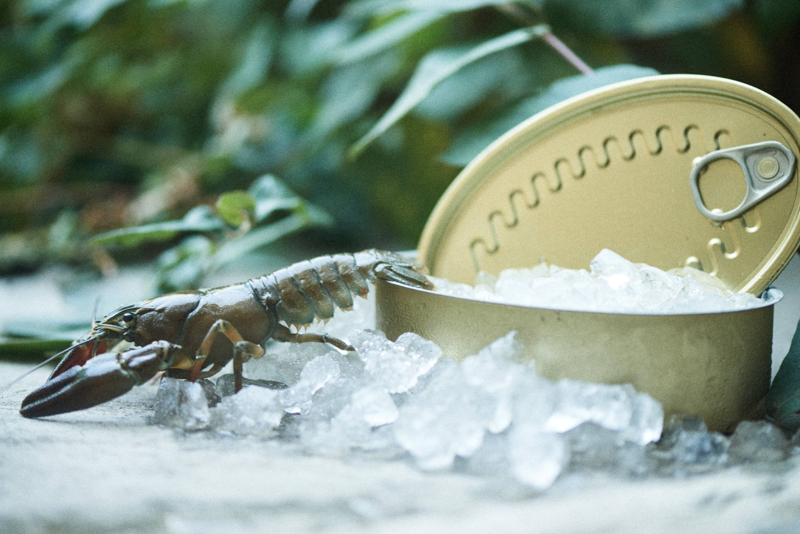 Destiny par Anouk Schneider