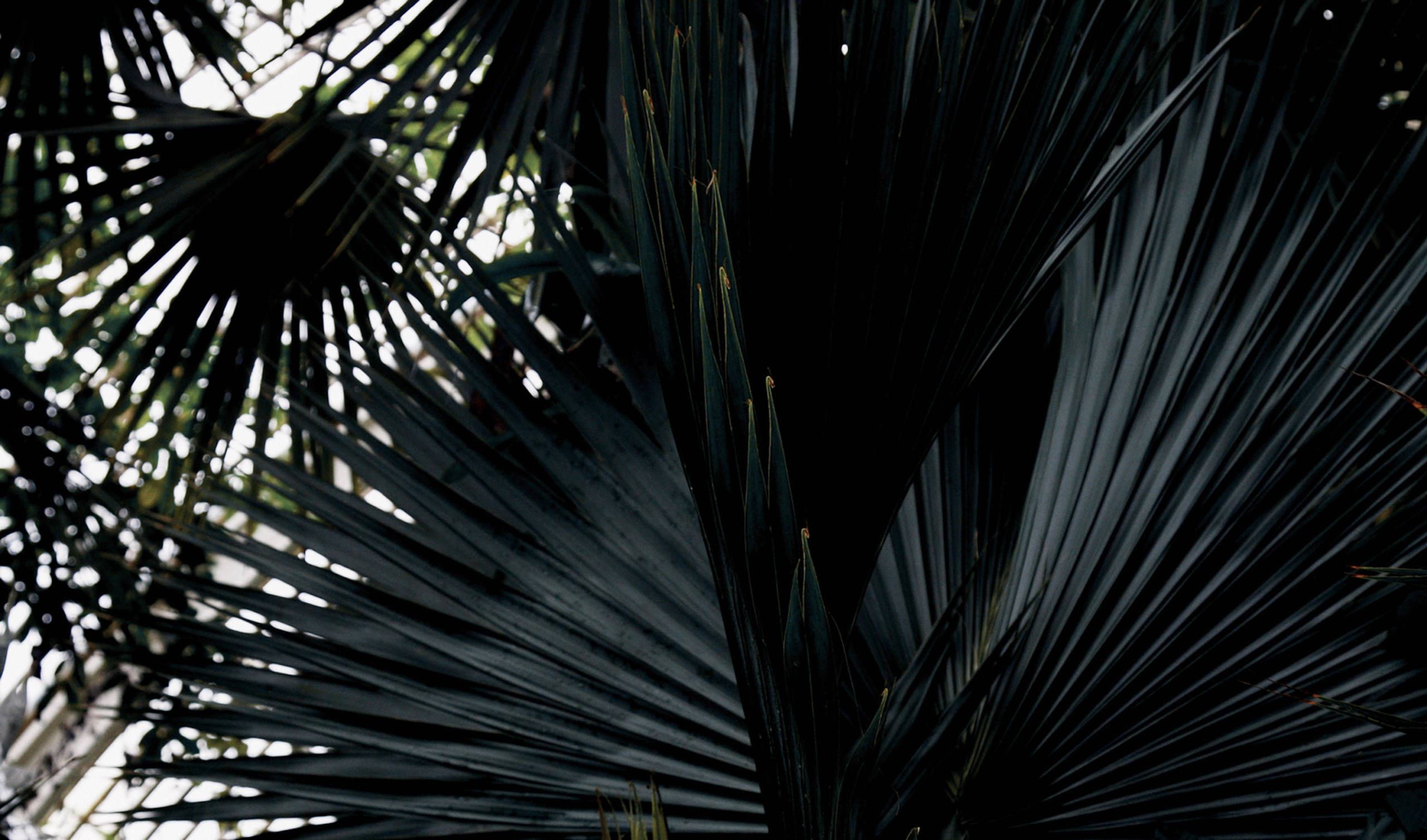 Royal Botanic Gardens, Kew par Anouk Schneider