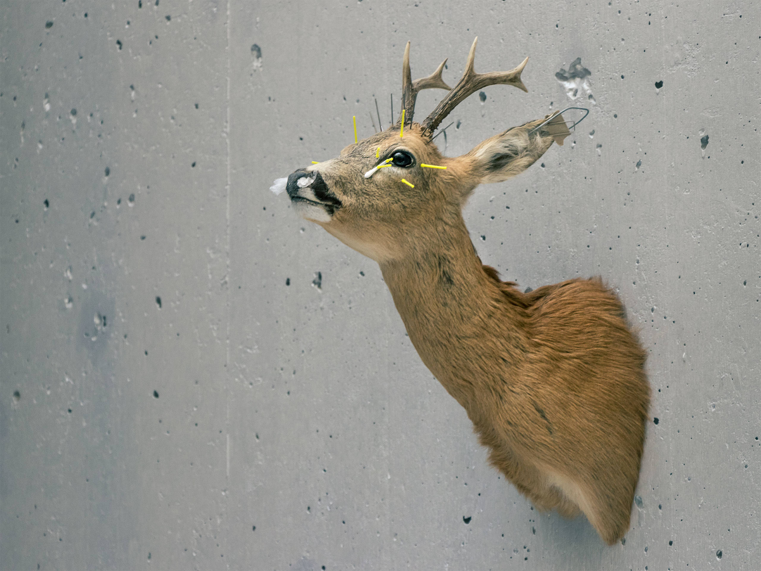 Taxidermie par Basil Huwyler