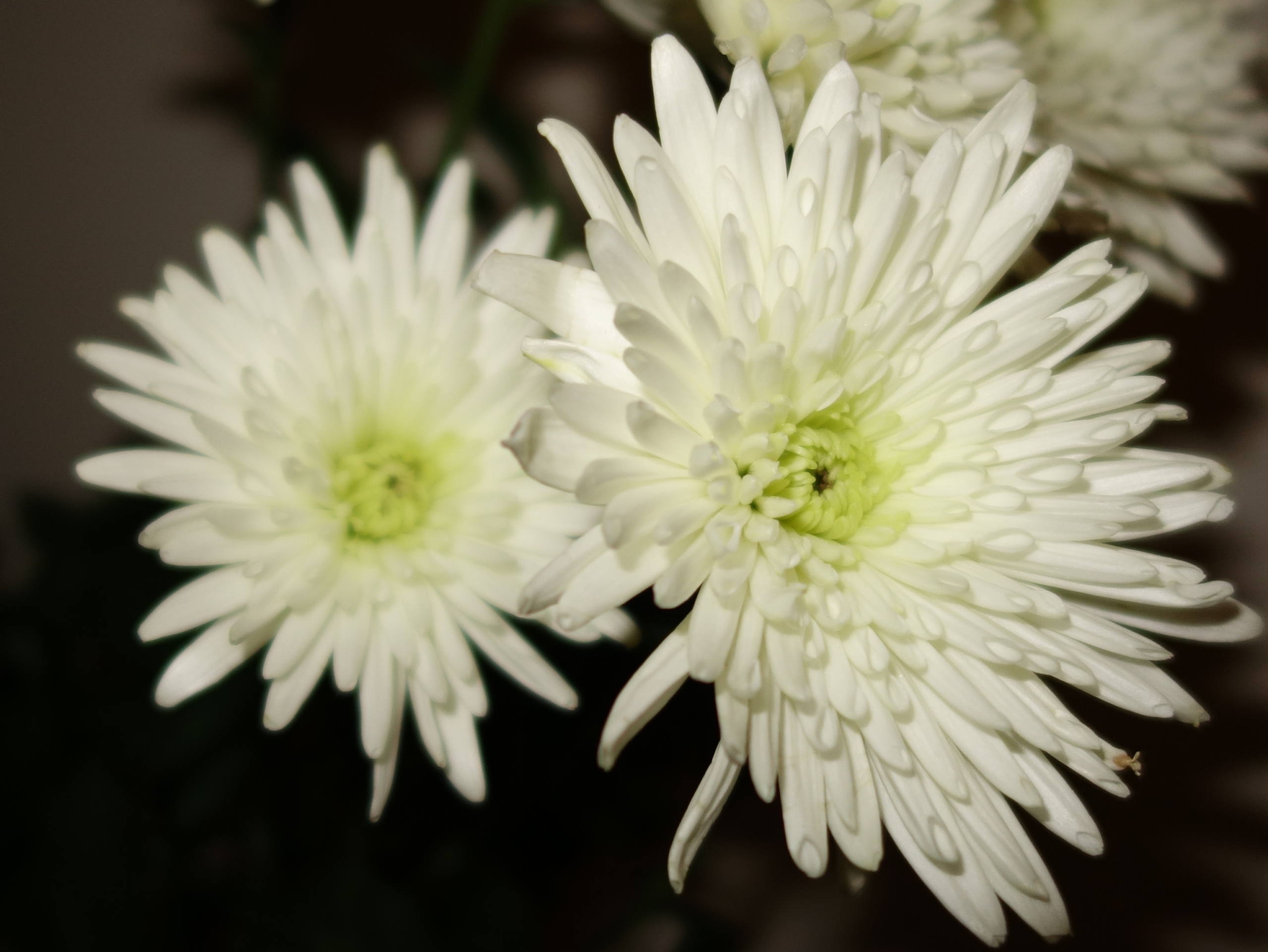 Chrysanthèmes par John Grinling