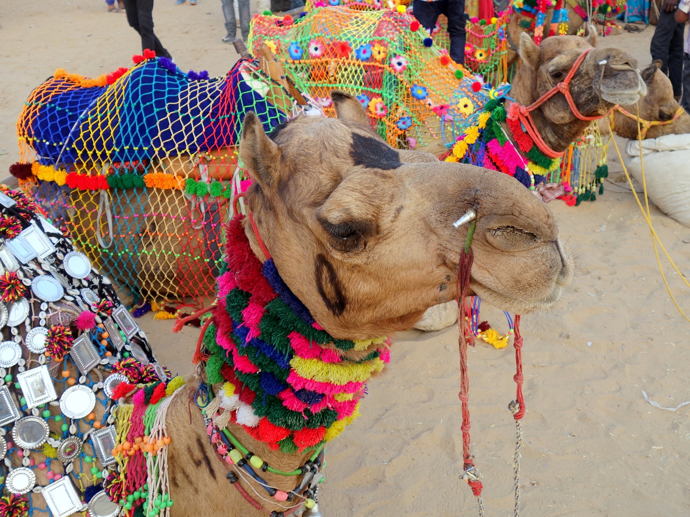 Pushkar novembre 2018 – La fête au chameau par John Grinling