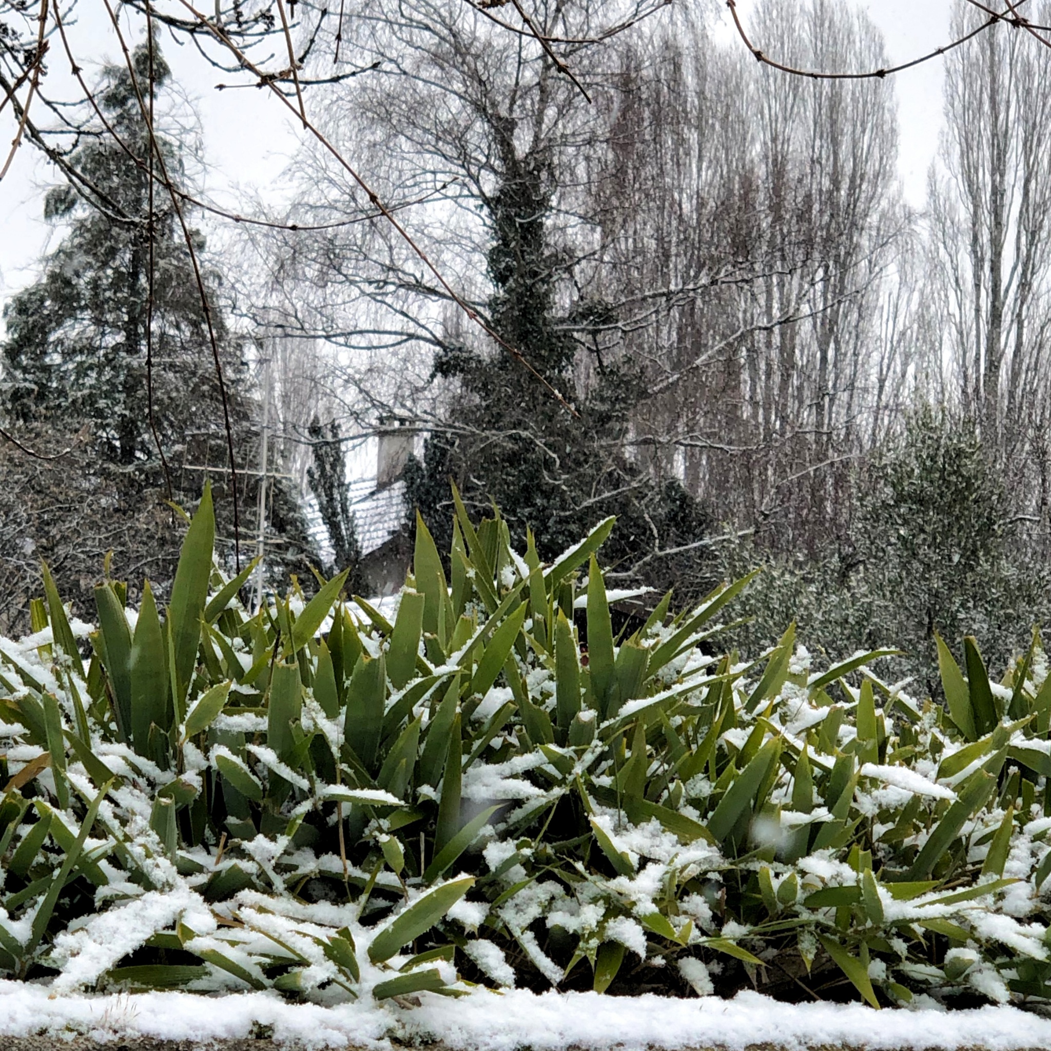 Neige timide par Patricia Nisenbaum