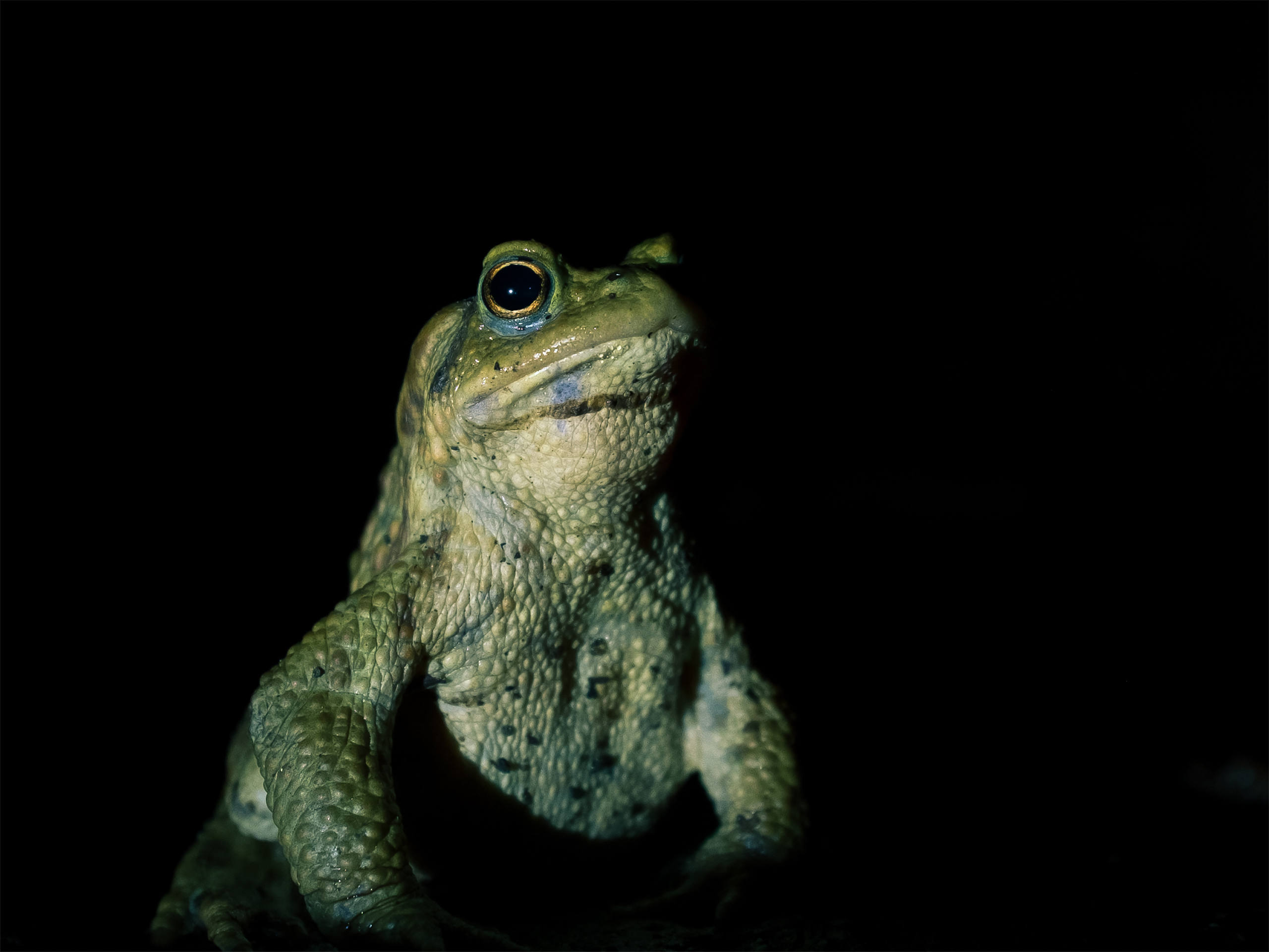 Déguisé en grenouille par Basil Huwyler