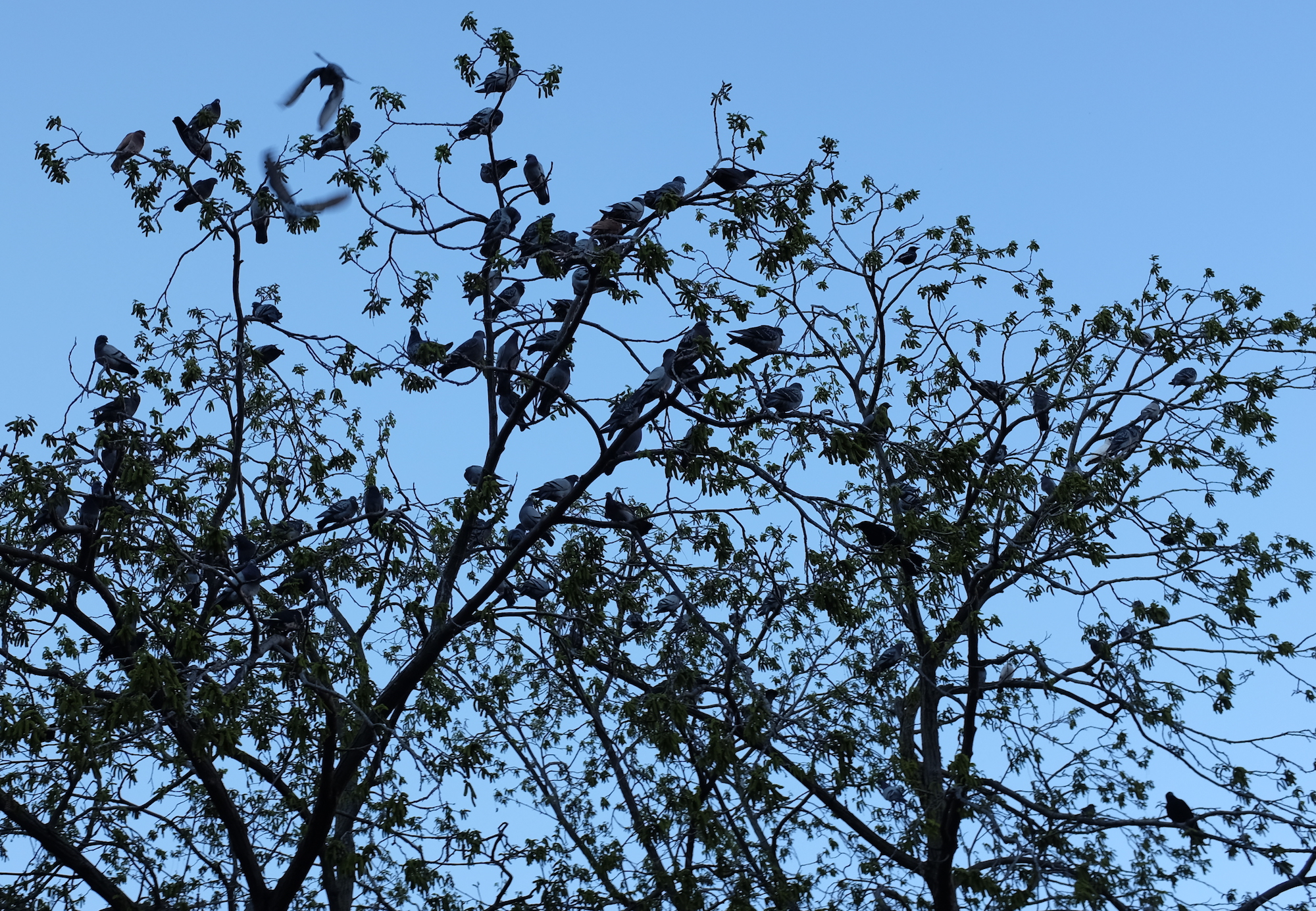 l’arbre aux pigeons par Catherine Claude