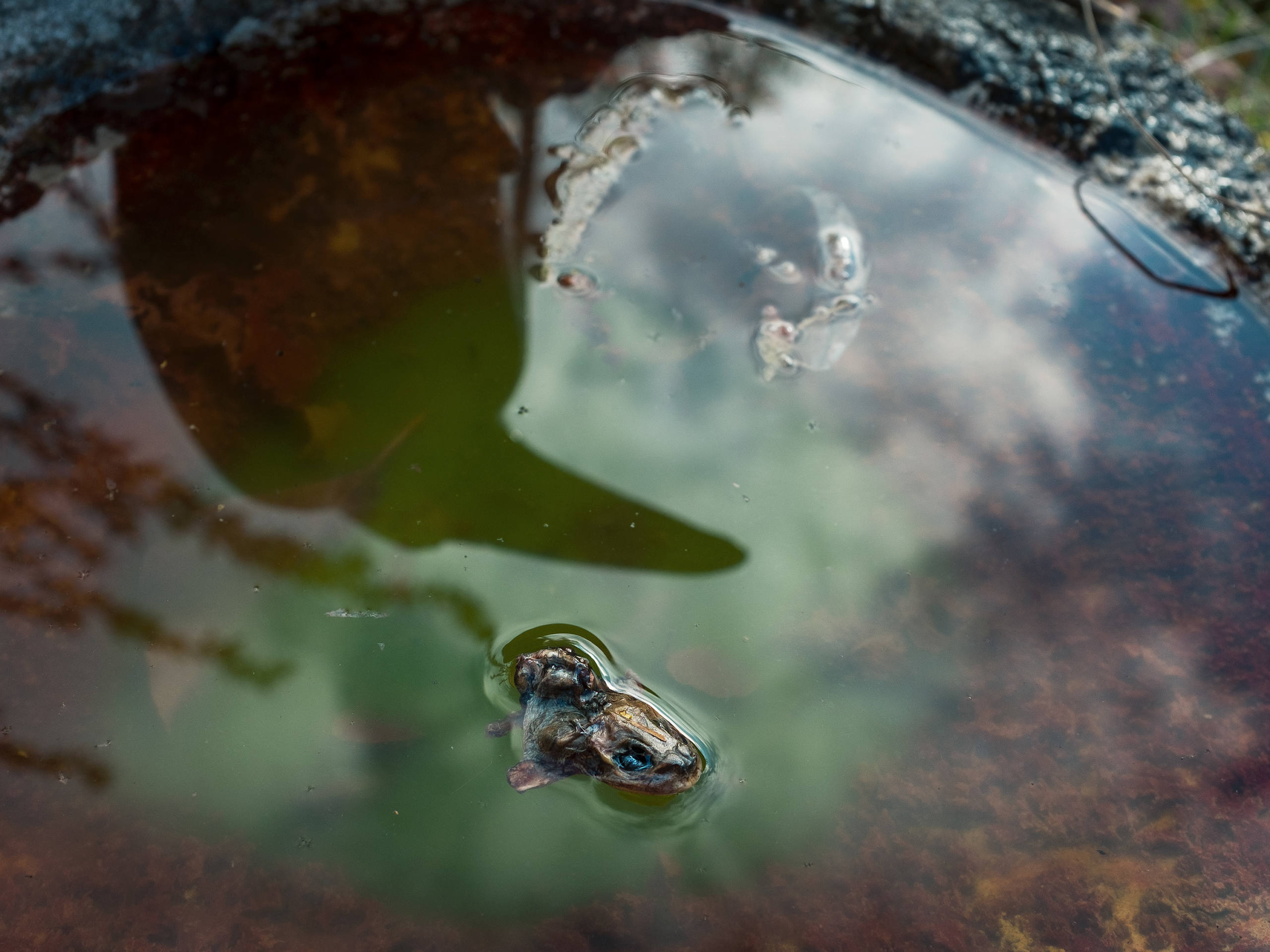 Weder Fisch noch Vogel par Basil Huwyler