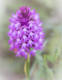 Orchis Pyramidale par Shlomith Bollag