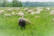 Moutons no 3; Le mouton noir par Shlomith Bollag