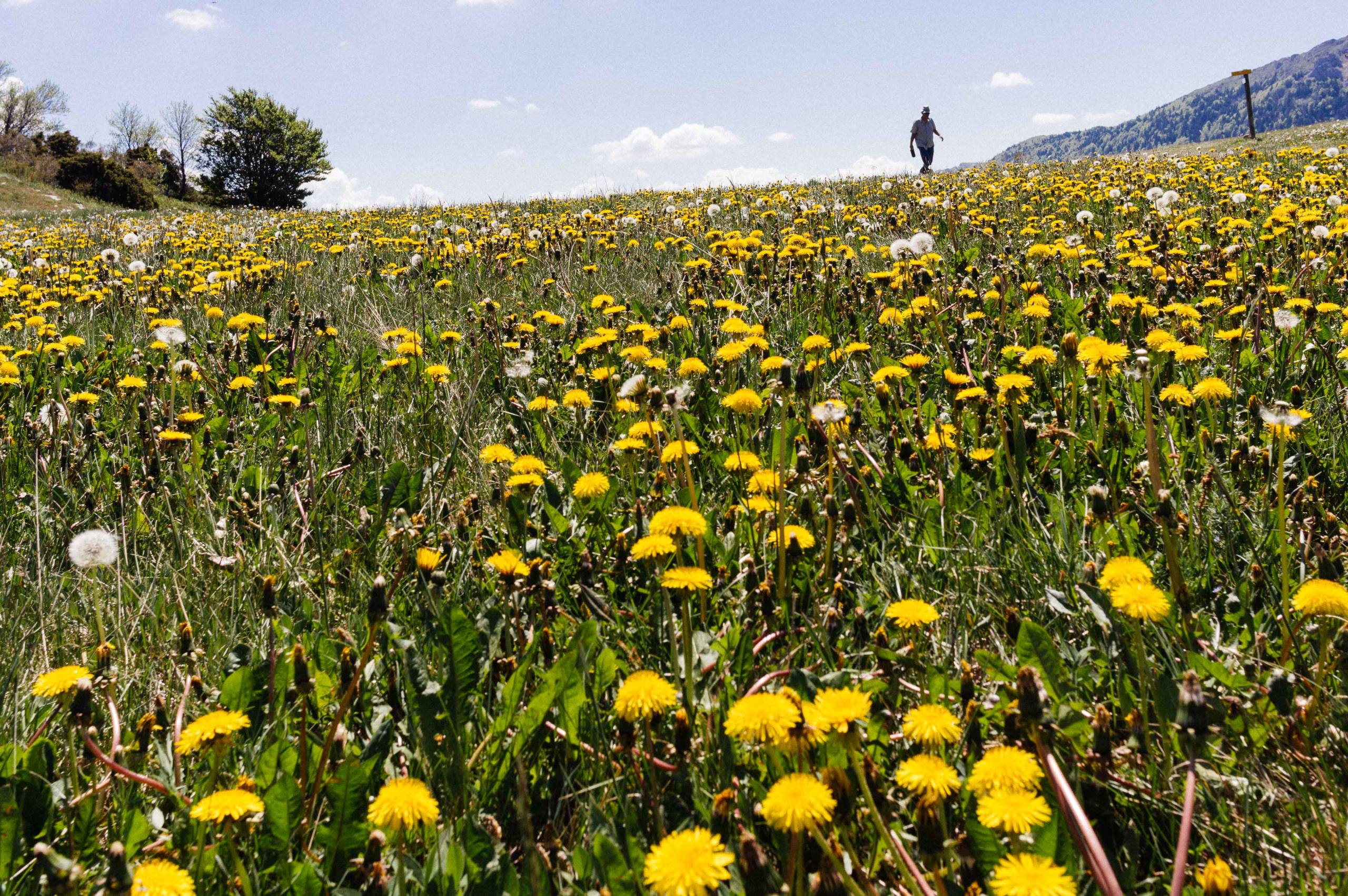 flower power par Pierre Montant