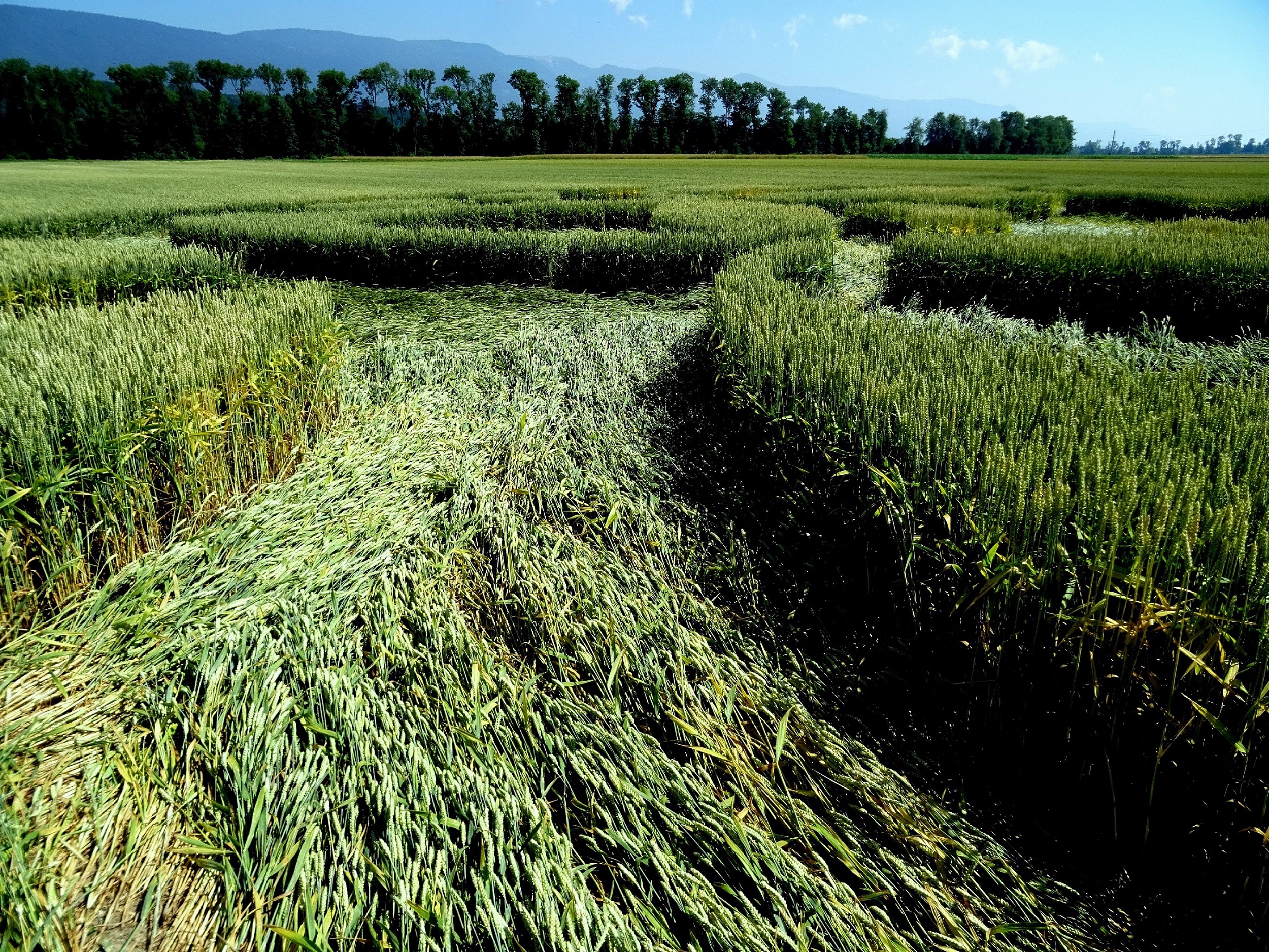 Crop circle près de Büren an der Aare (canton de Berne). par John Grinling