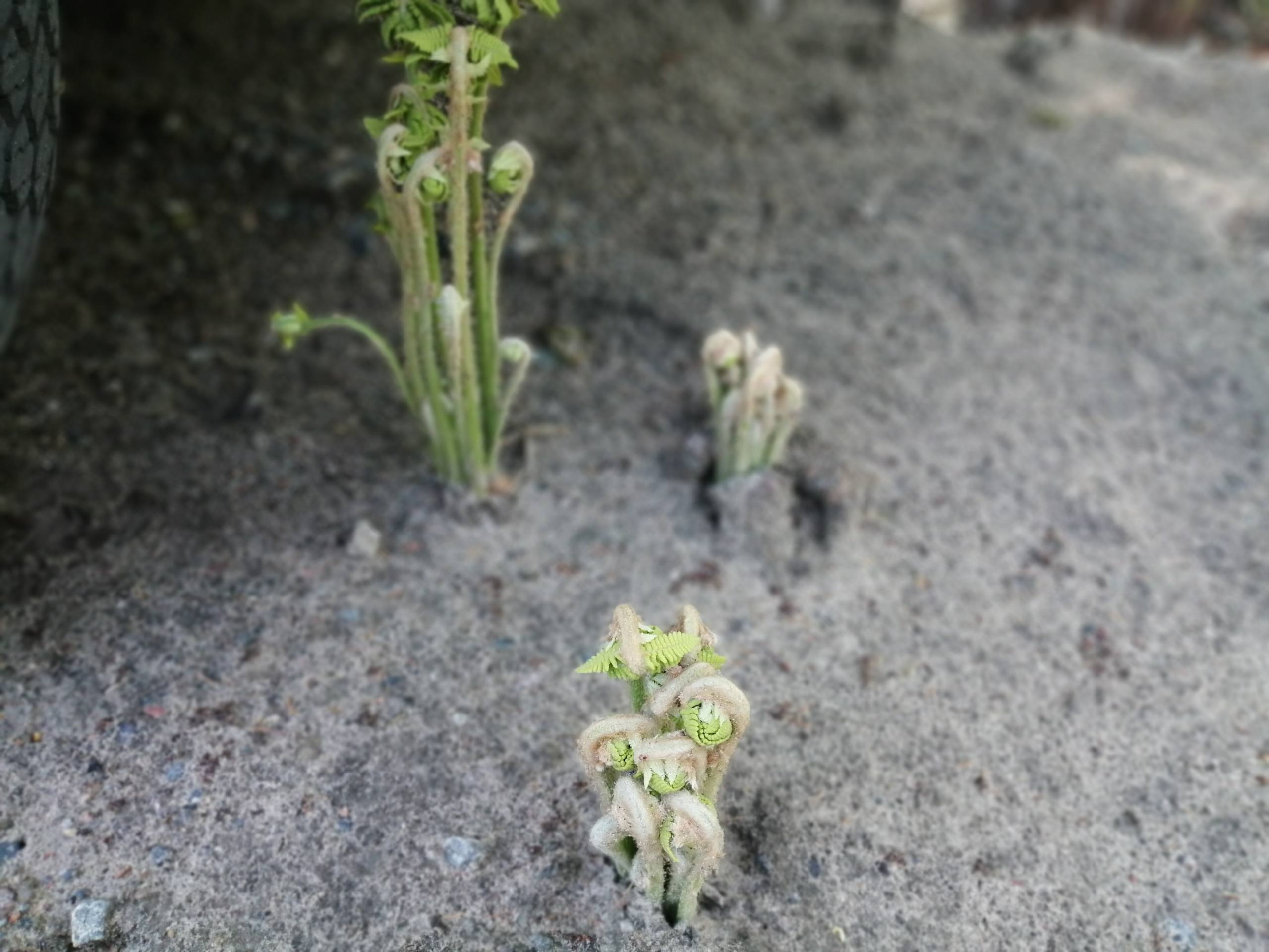 Plants do not speak par Joyce Zurub