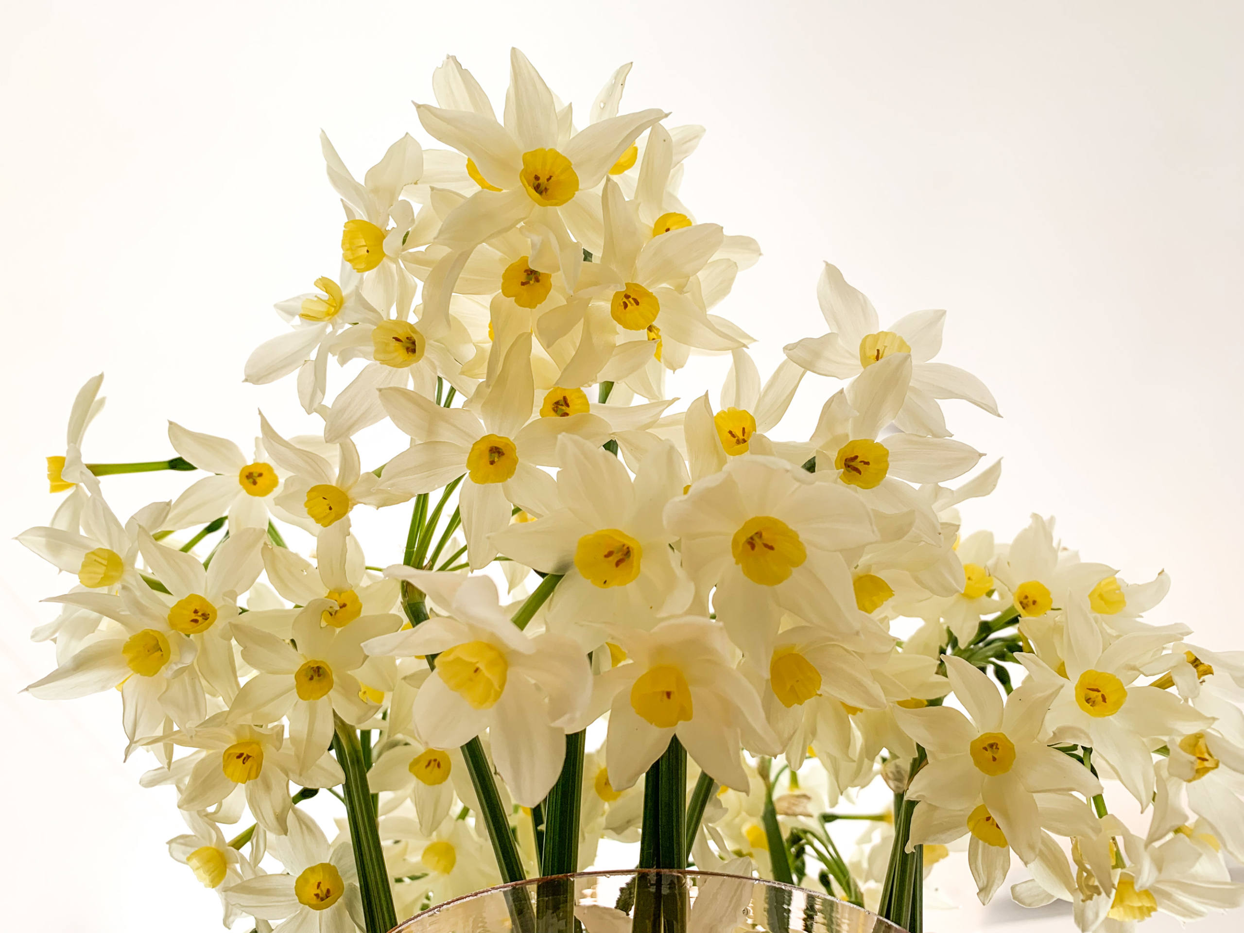 Daffodils from my garden par Anna Salzmann