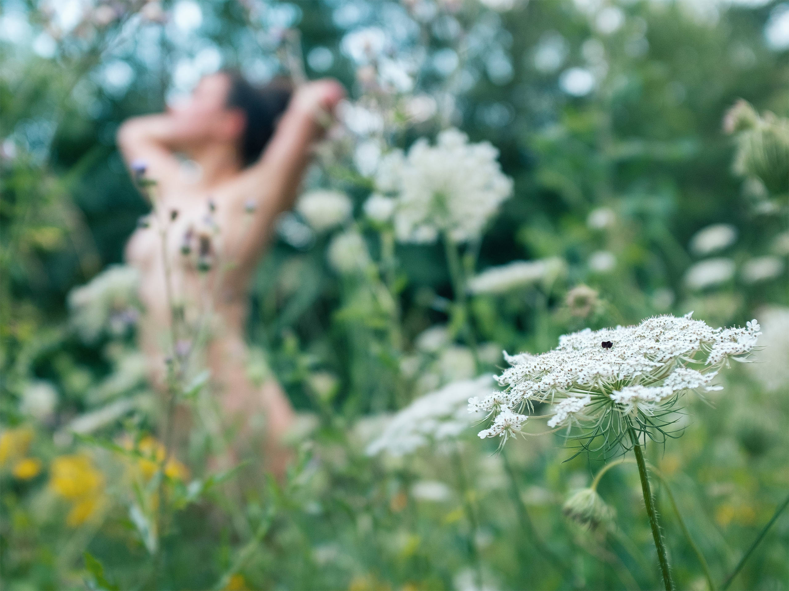 Daucus Carota Subsp. Carota par Basil Huwyler