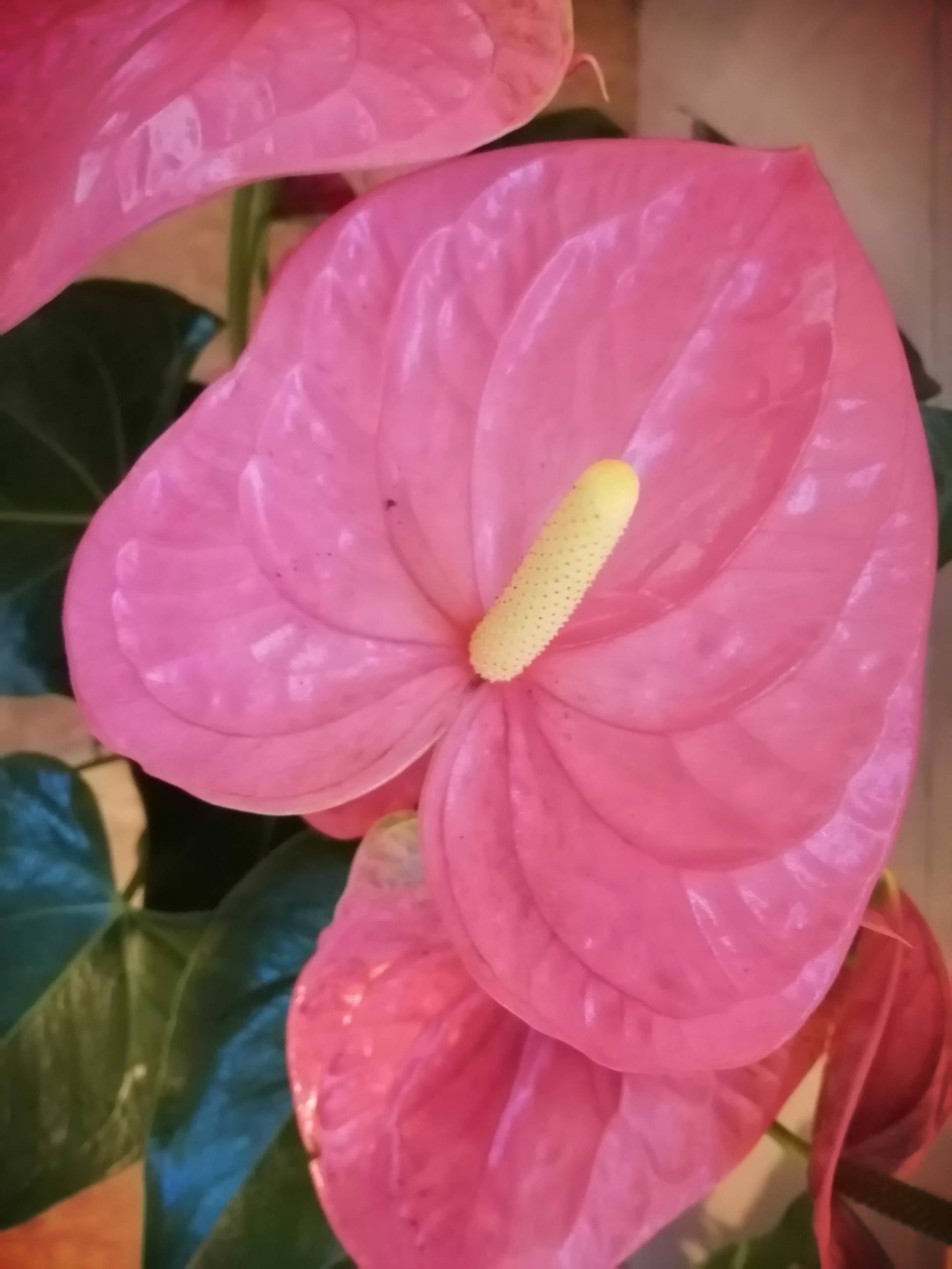 Anthurium flower par Joyce Zurub