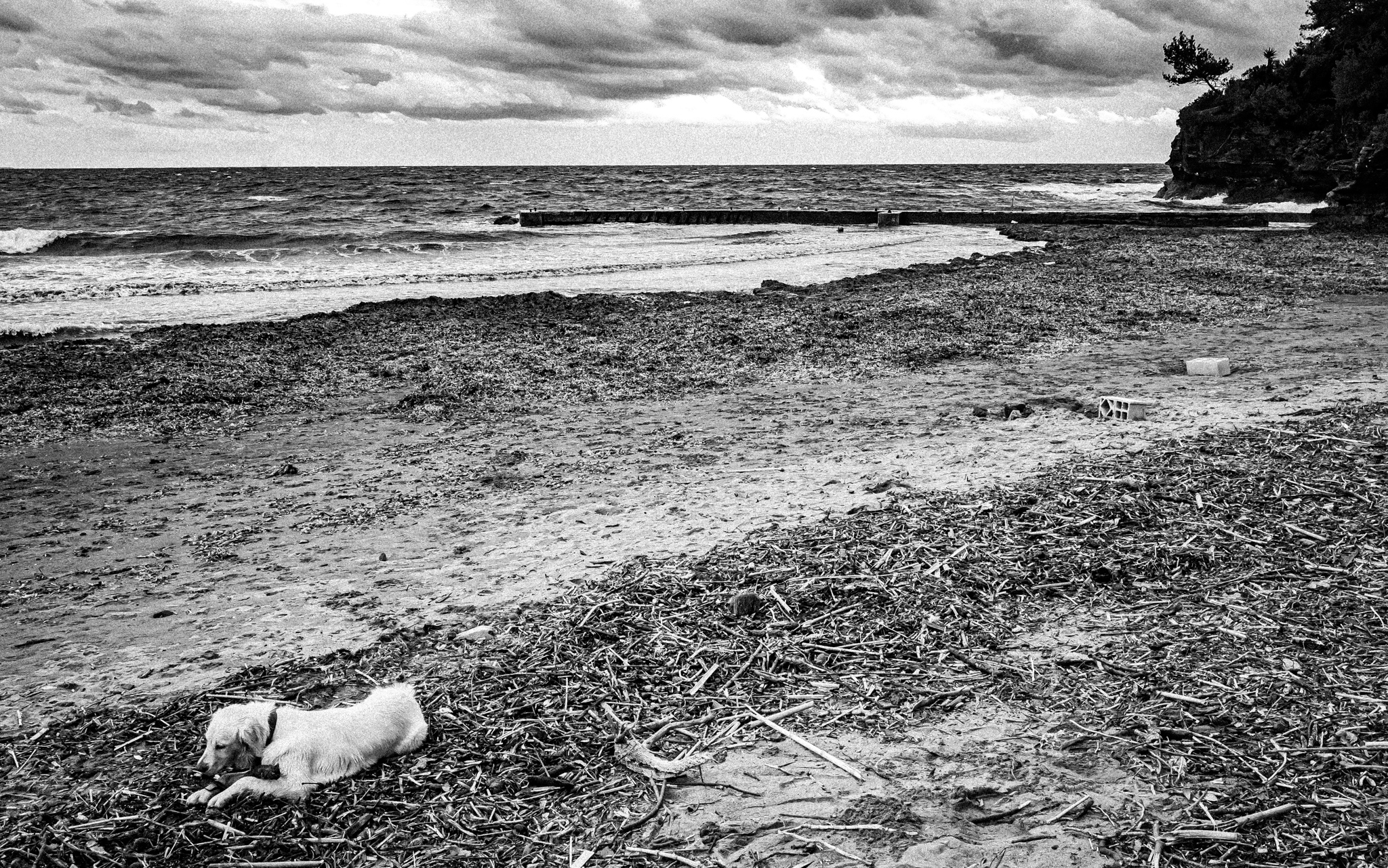 Dog Day Afternoon par Gérard Dubois