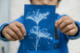 Cyanotype par Nicolas Spuhler