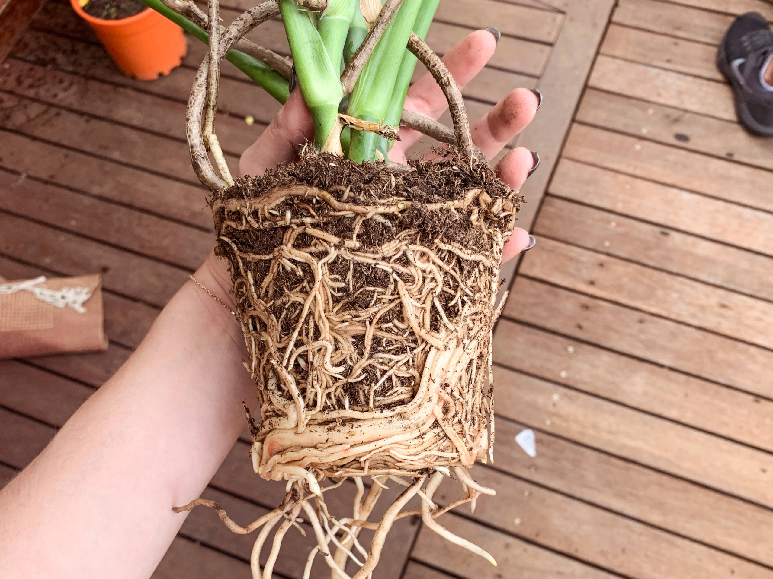 Re-potting day! par Anna Salzmann